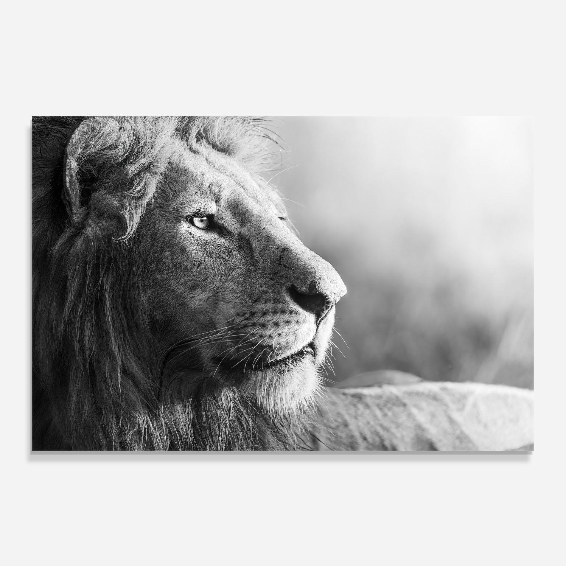 Panou Sticla Bucatarie Grey Lion Head mockup 0