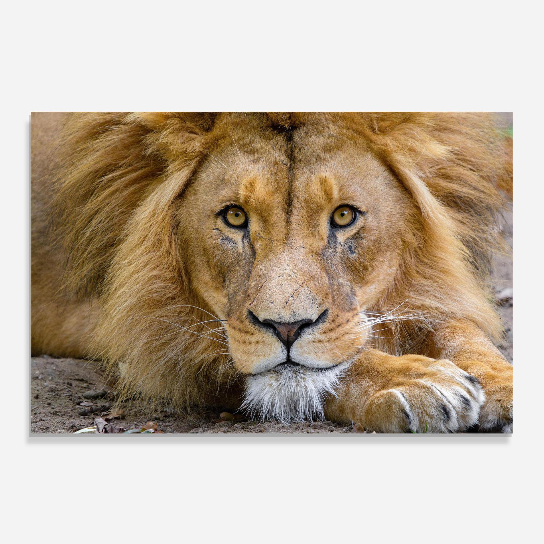 Panou Sticla Bucatarie Lion Looking mockup 0