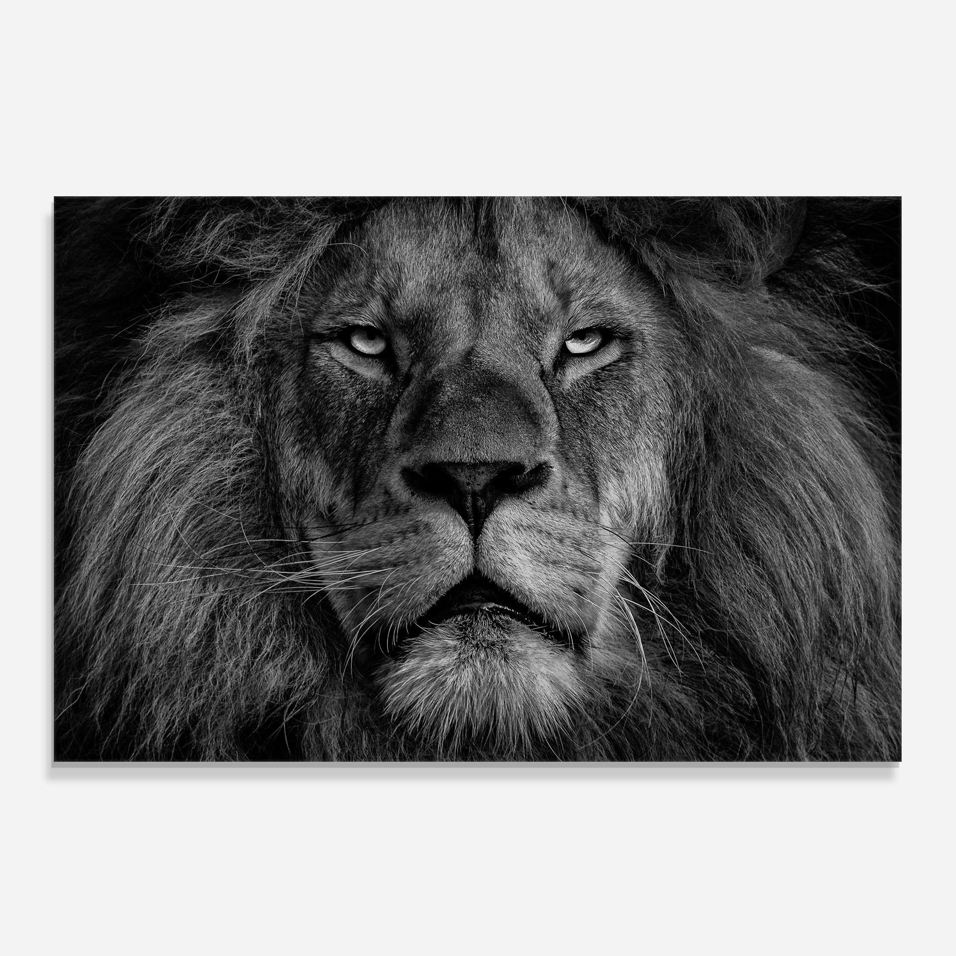 Panou Sticla Bucatarie Powerful Male Lion mockup 0