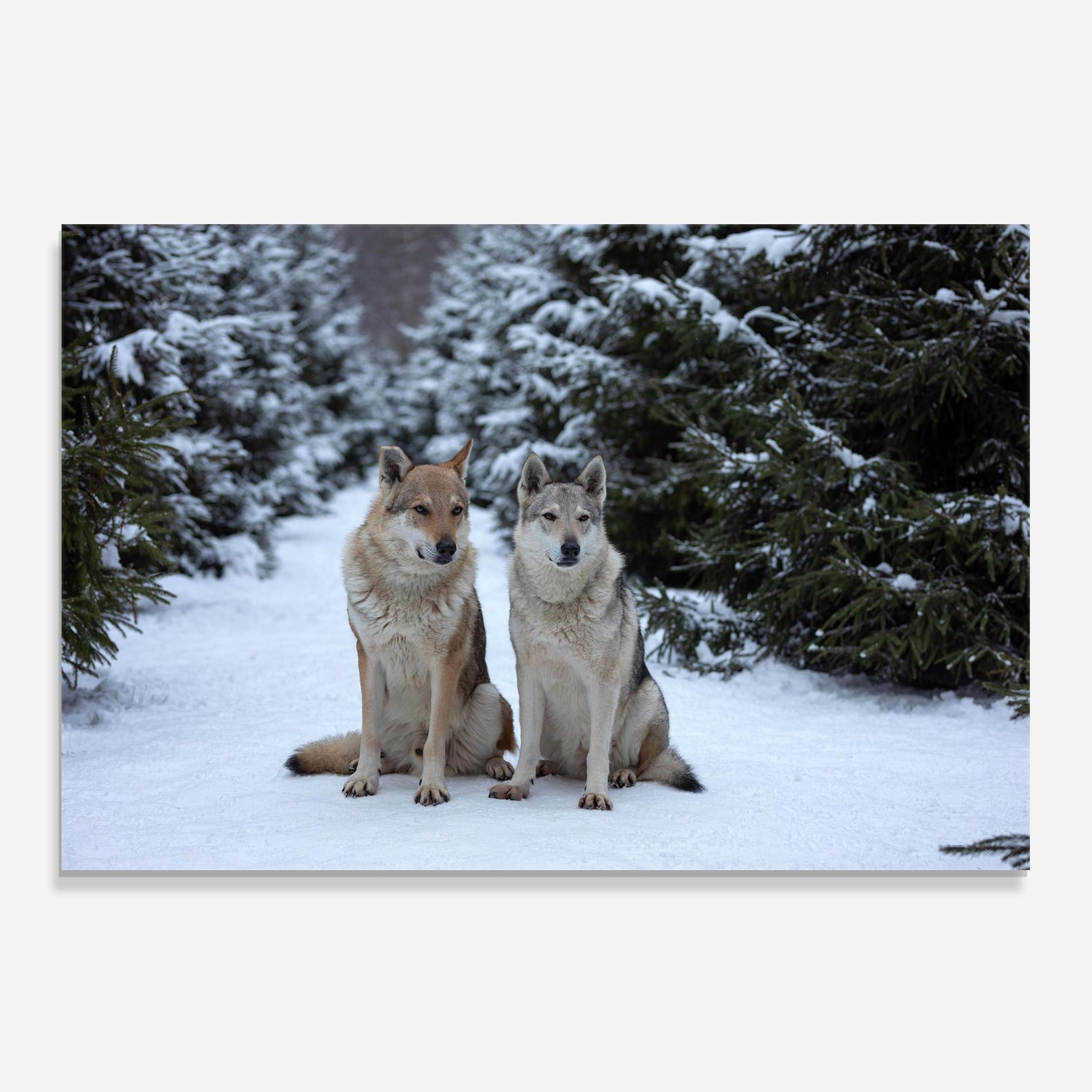 2 Wolfs Sitting mockup 0