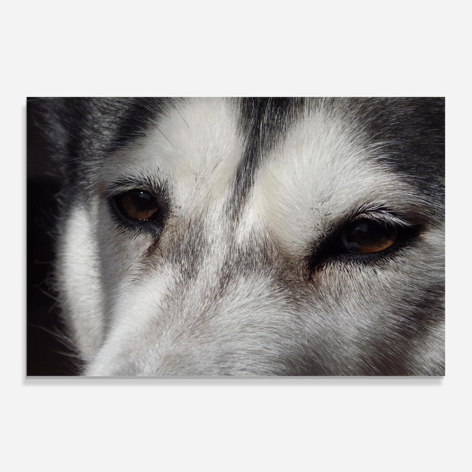 Panou Sticla Bucatarie Close Up Wolf mockup 0