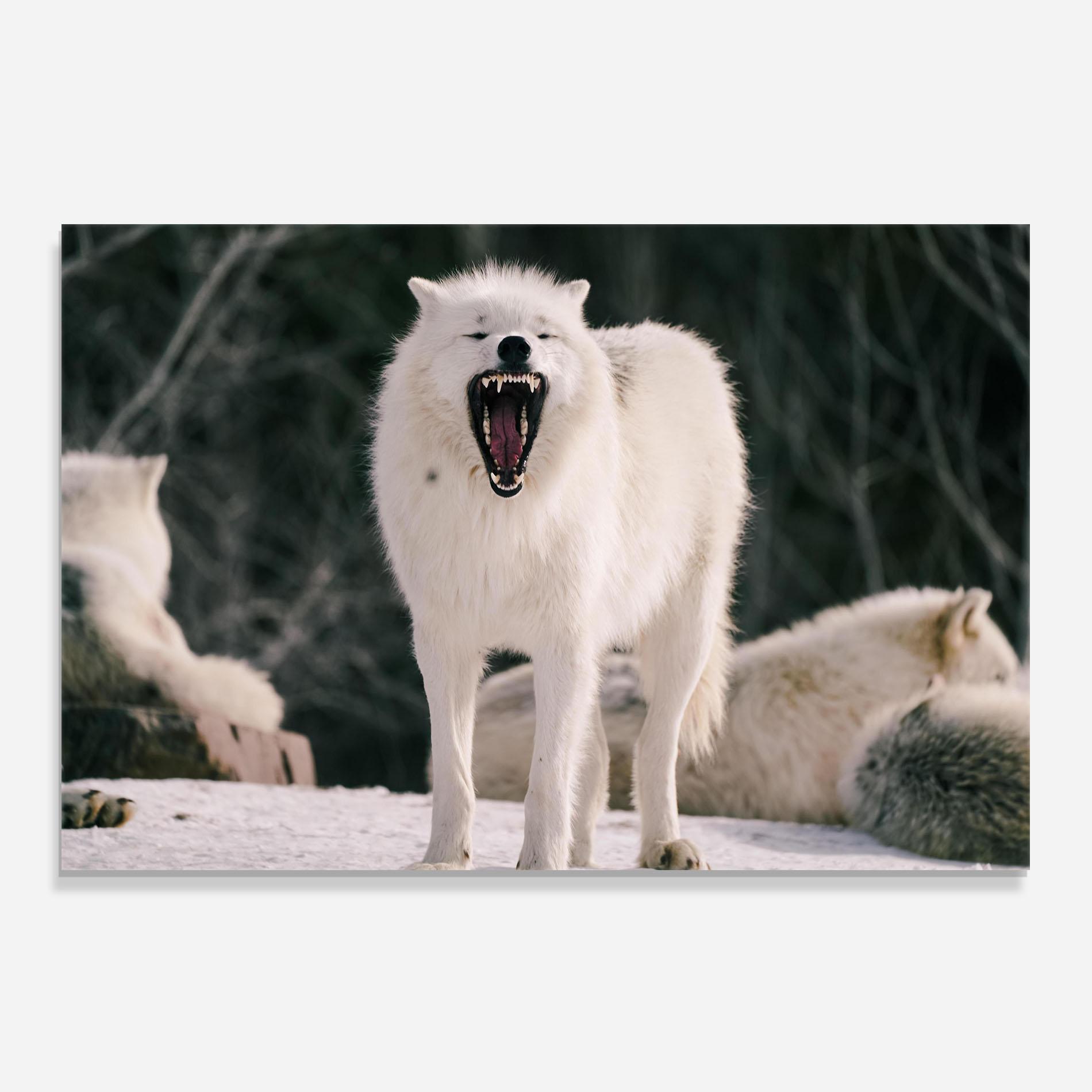 Panou Sticla Bucatarie Laughing White Wolf mockup 0