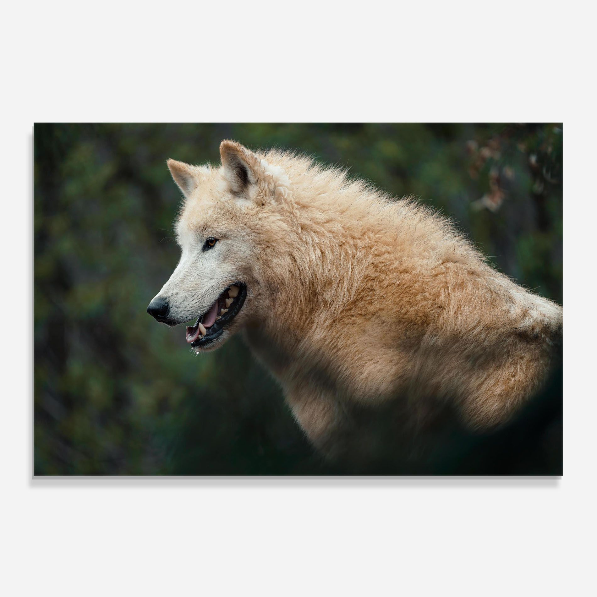 White Alpha Wolf mockup 0