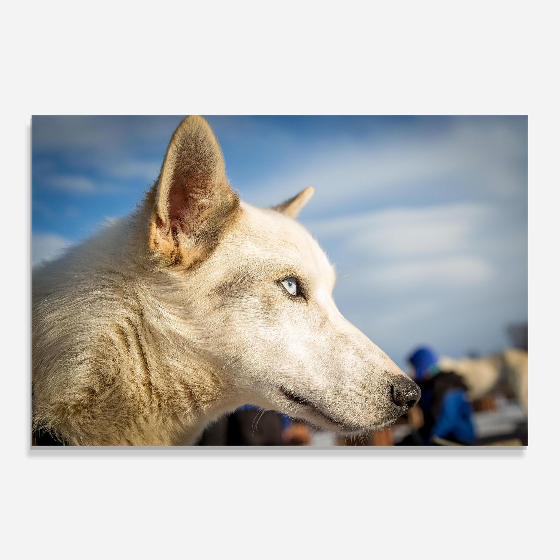 White Wolf Looking mockup 0