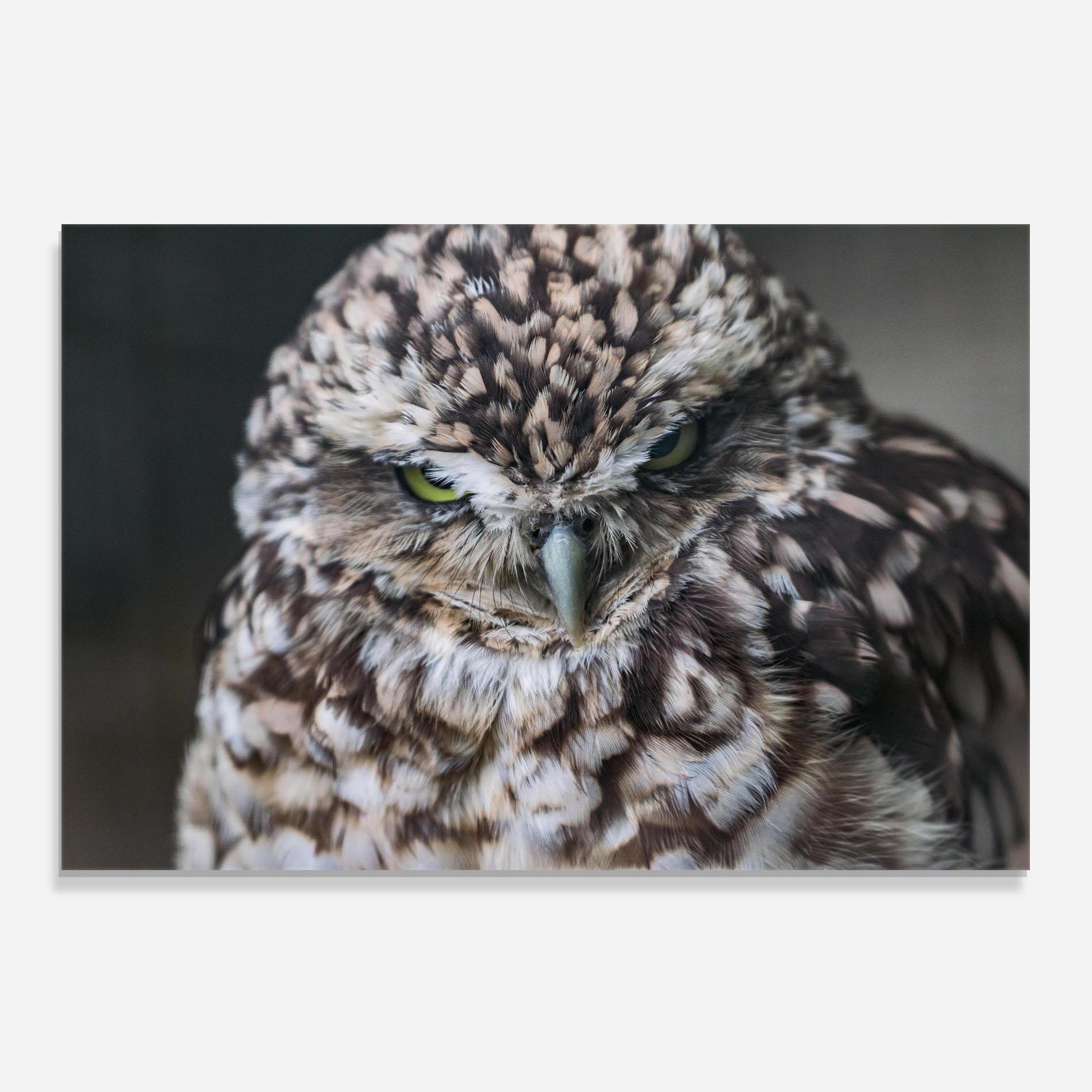 Panou Sticla Bucatarie Angry Little Owl mockup 0