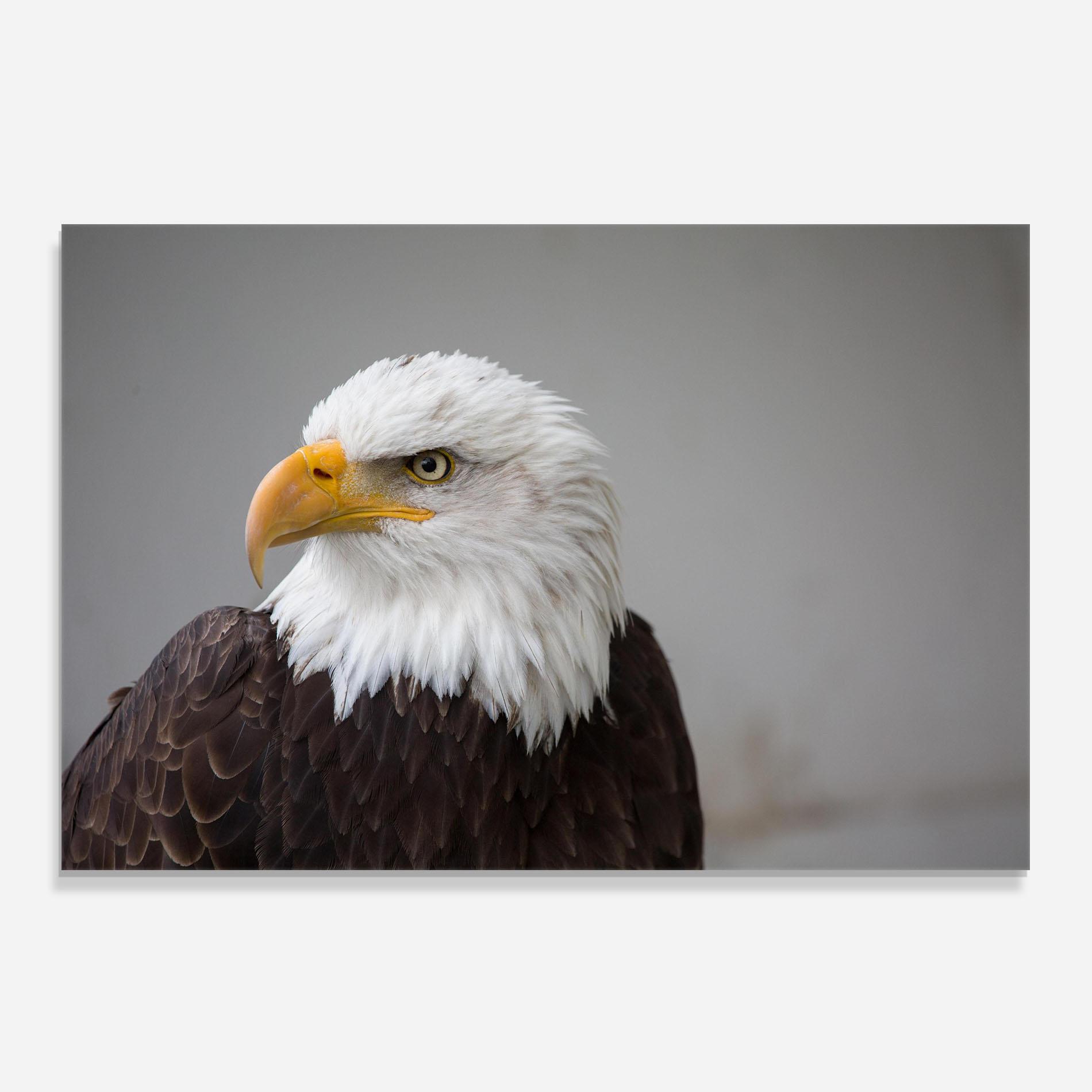 Panou Sticla Bucatarie Beautiful Eagle mockup 0