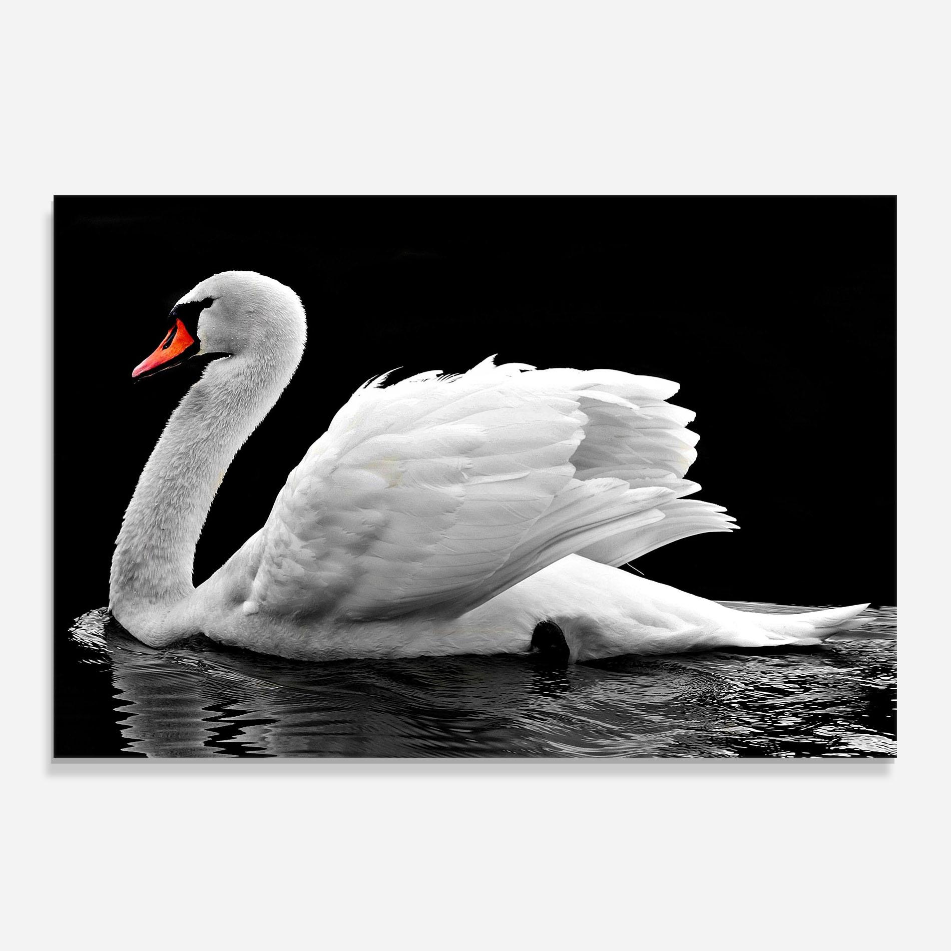 Panou Sticla Bucatarie Black And White Swan mockup 0