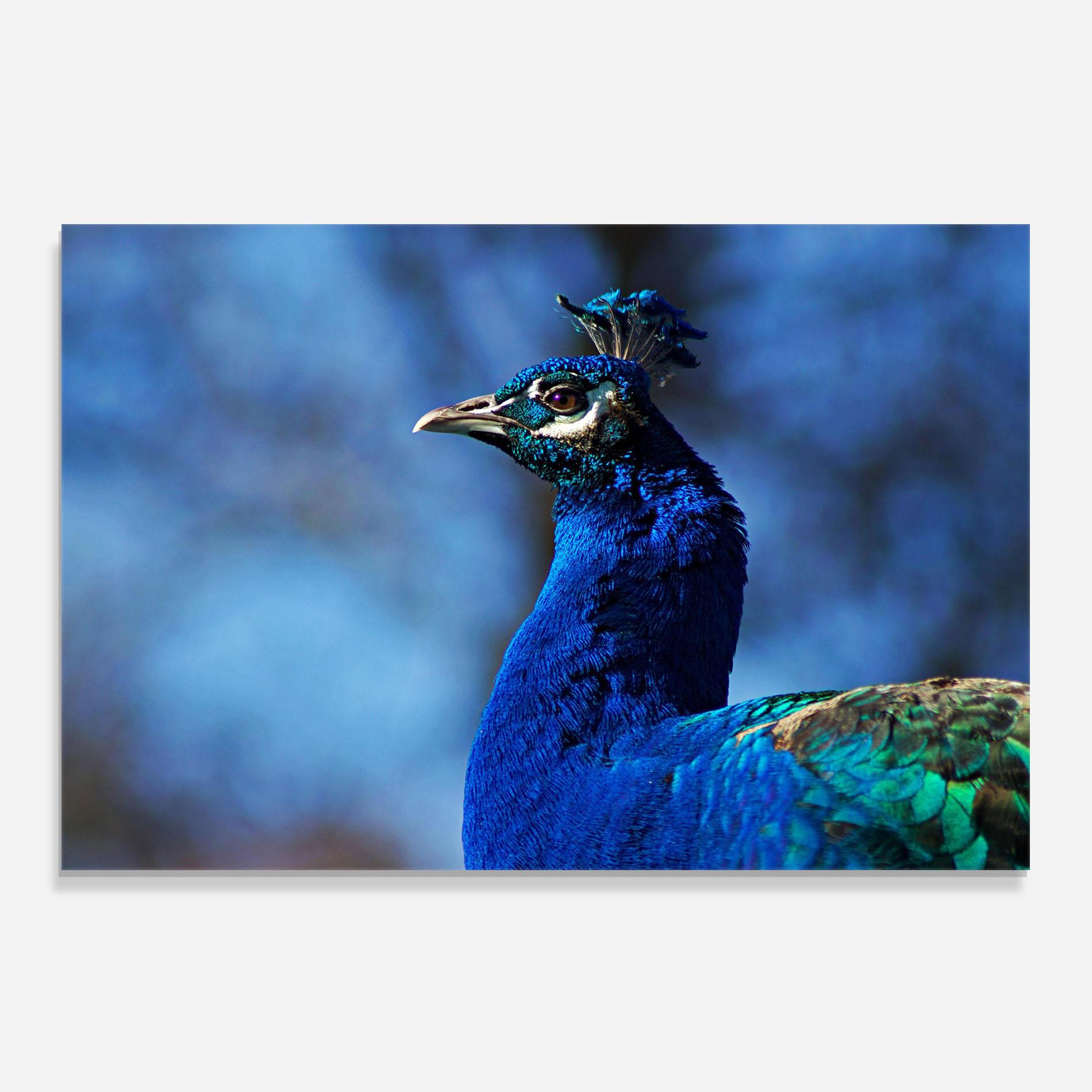 Panou Sticla Bucatarie Blue Bird mockup 0