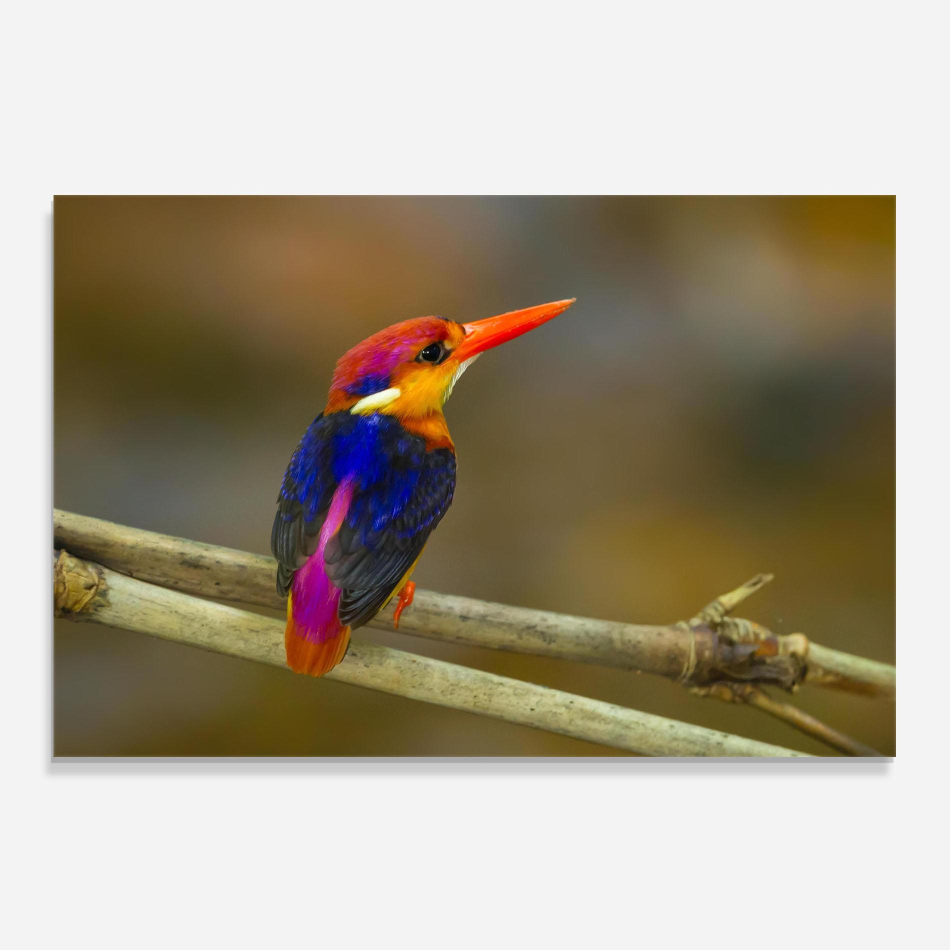 Panou Sticla Bucatarie Colorful Bird mockup 0