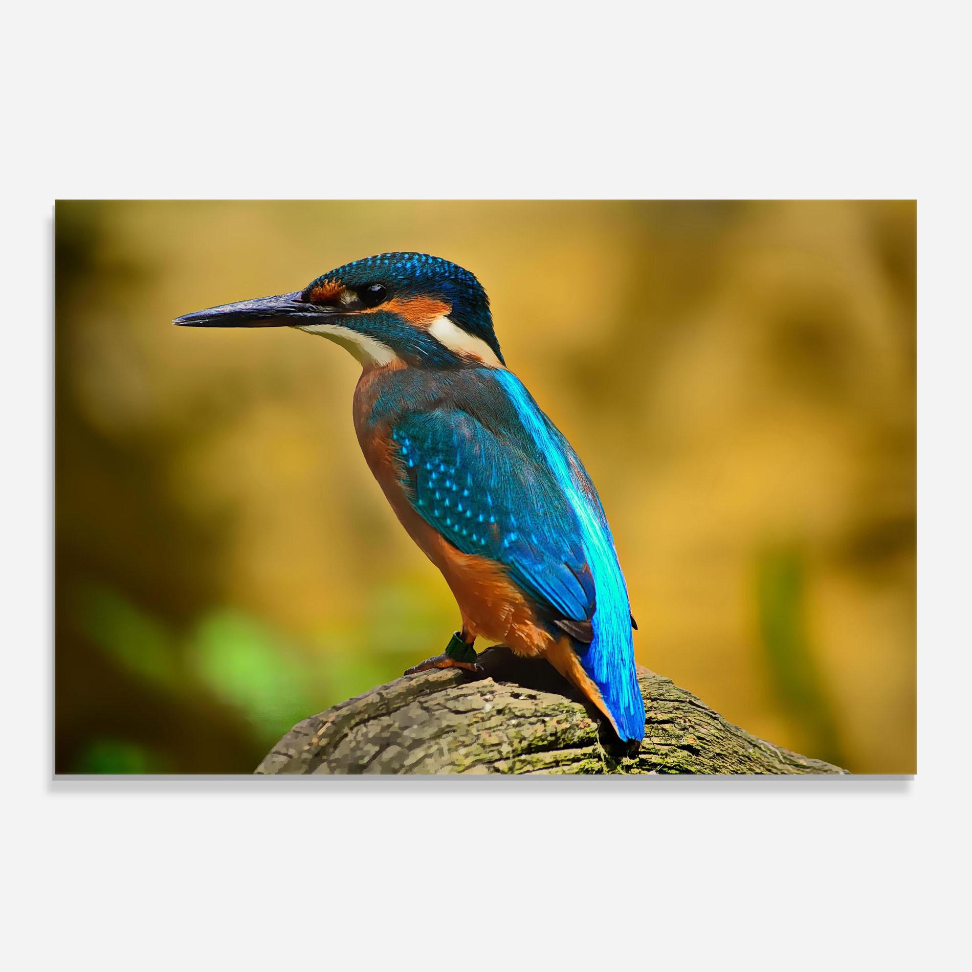 Panou Sticla Bucatarie Cute Blue Bird mockup 0