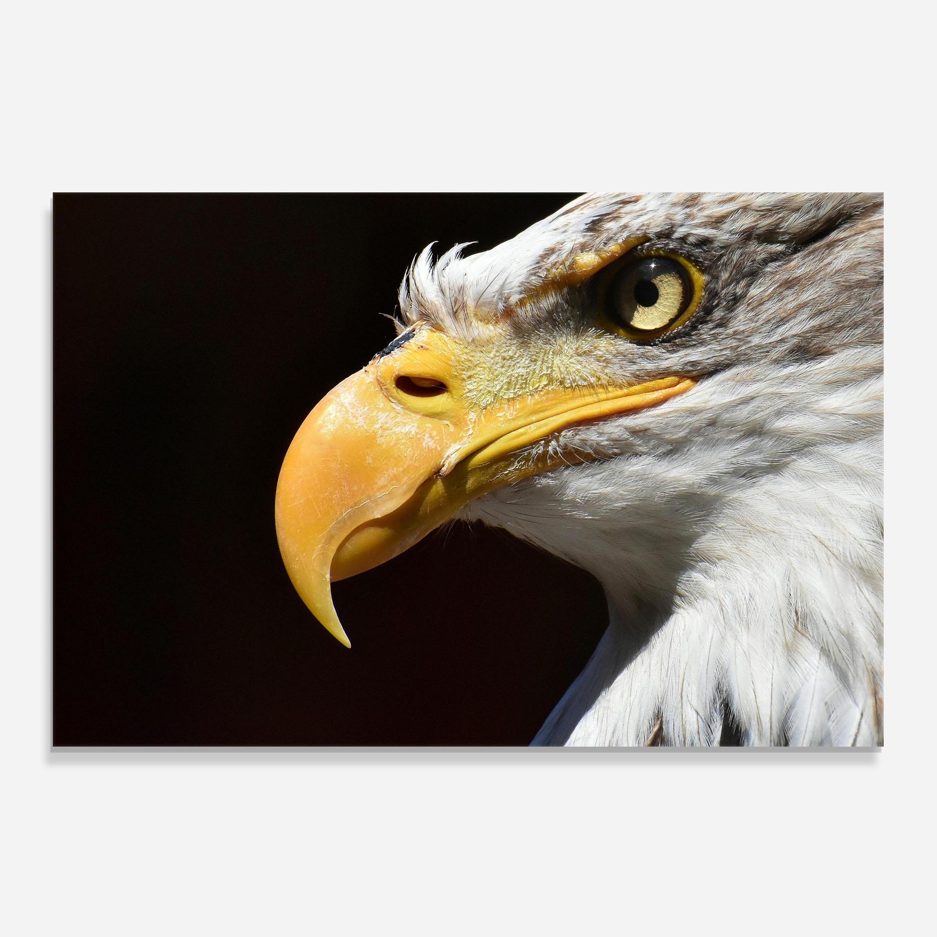 Panou Sticla Bucatarie Eagle Close Up mockup 0