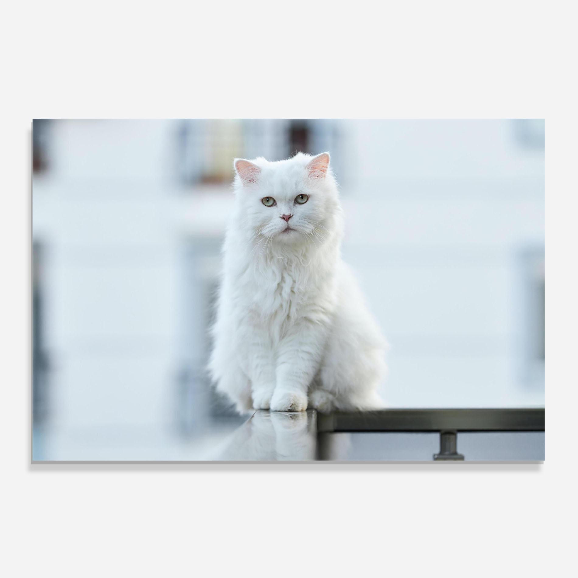 Panou Sticla Bucatarie Big White Cat mockup 0