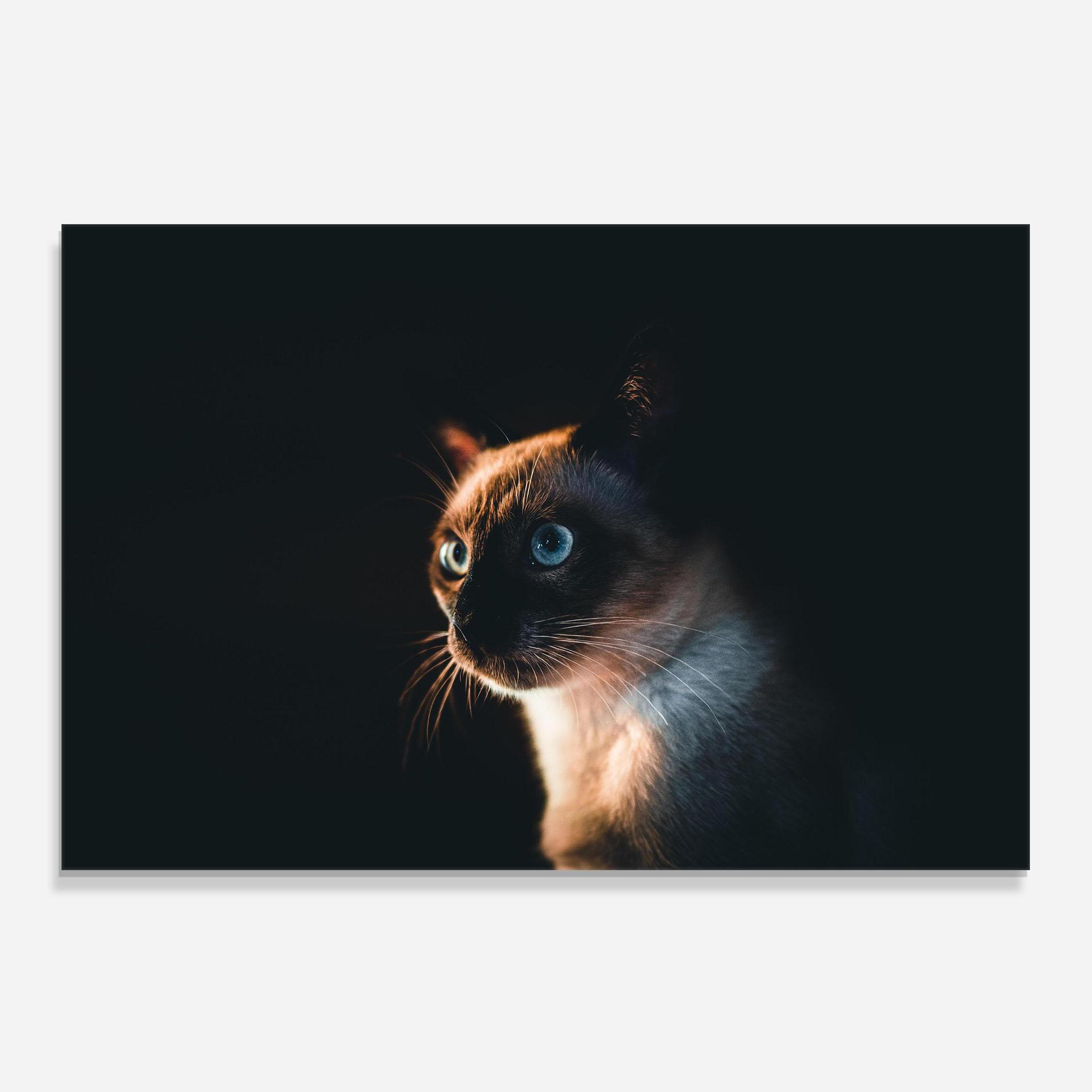 Panou Sticla Bucatarie Blue Eyes Cat In Dark mockup 0