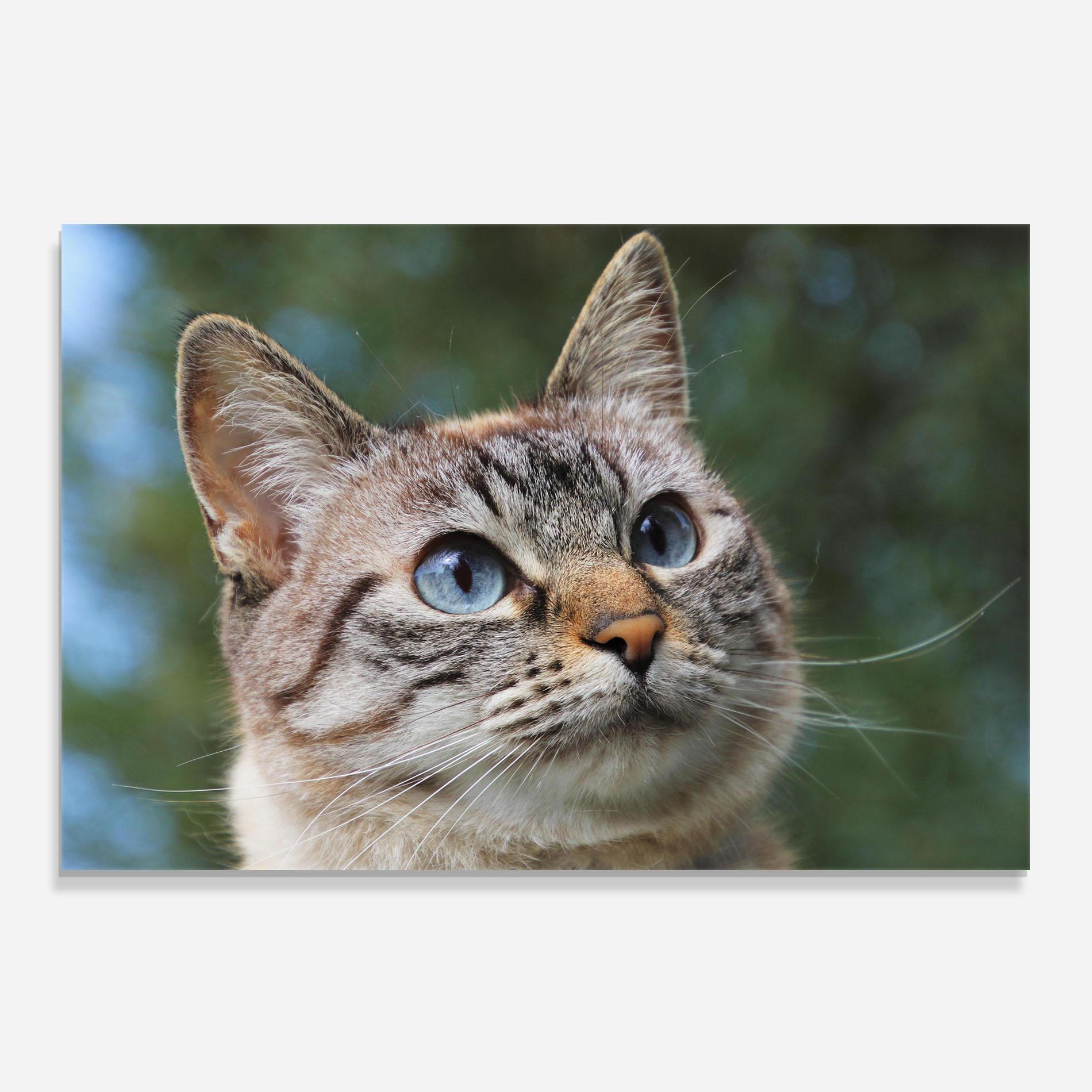 Panou Sticla Bucatarie Blue Eyes Cutie mockup 0