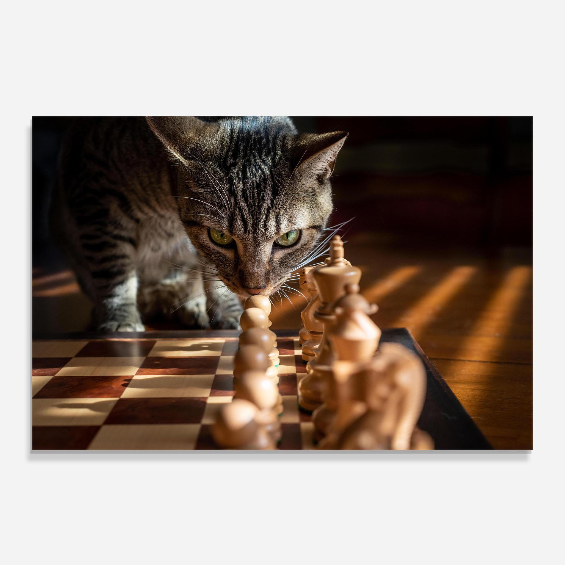 Panou Sticla Bucatarie Chess Cat mockup 0