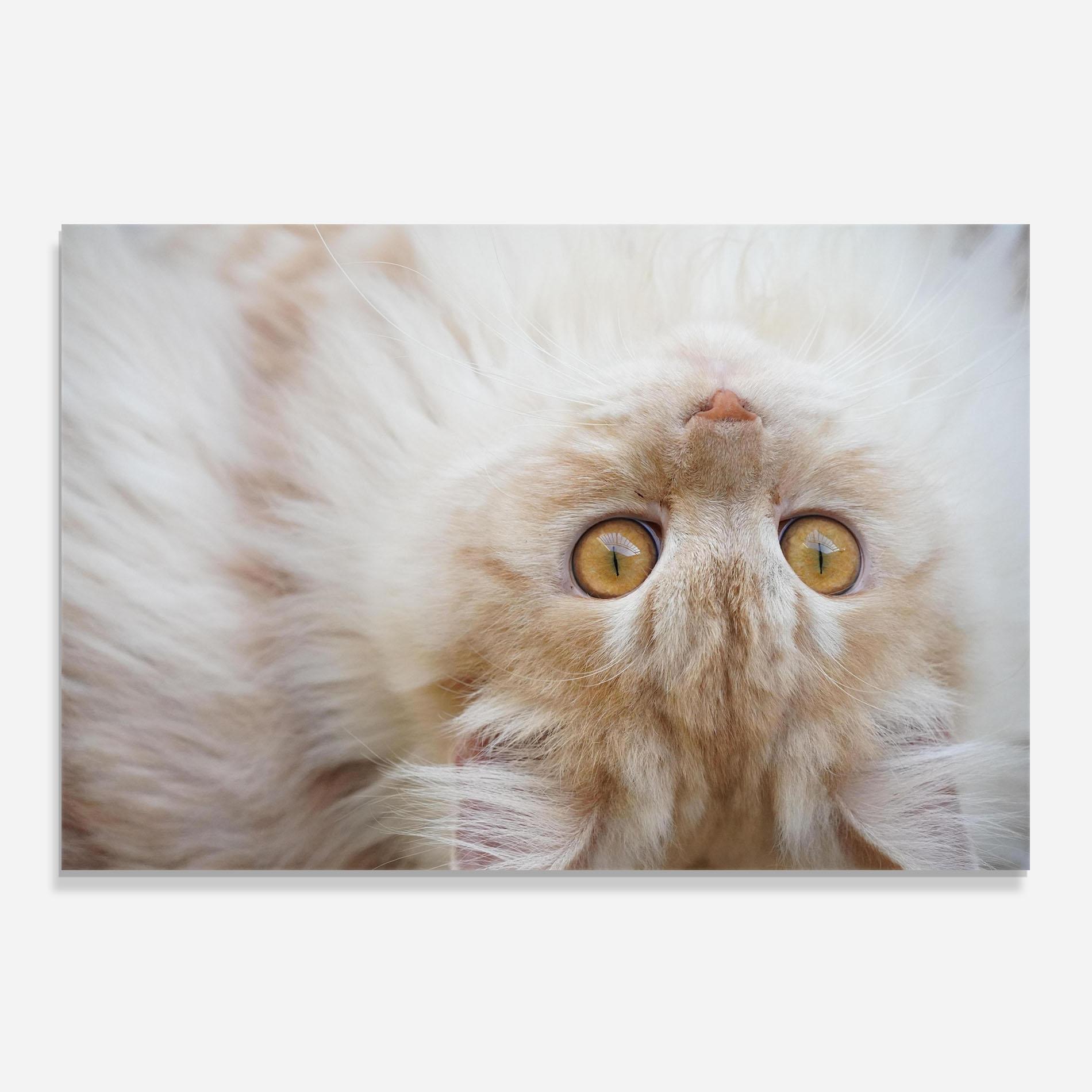 Panou Sticla Bucatarie Close Up Yellow Eyes Cat mockup 0