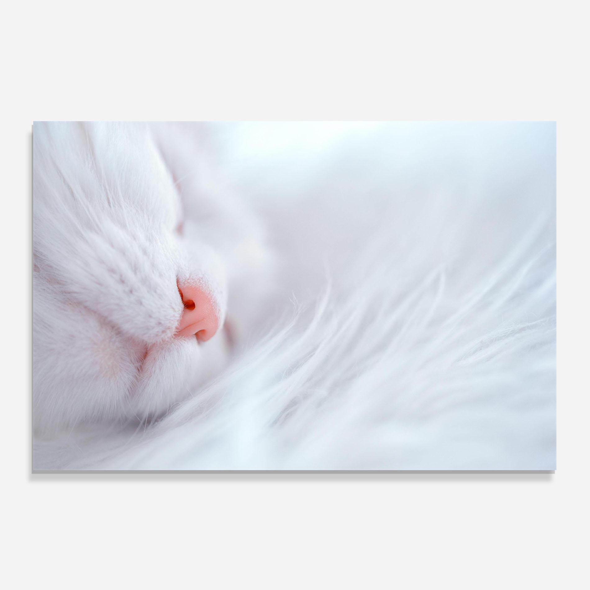 Panou Sticla Bucatarie Dreamy White Cat mockup 0