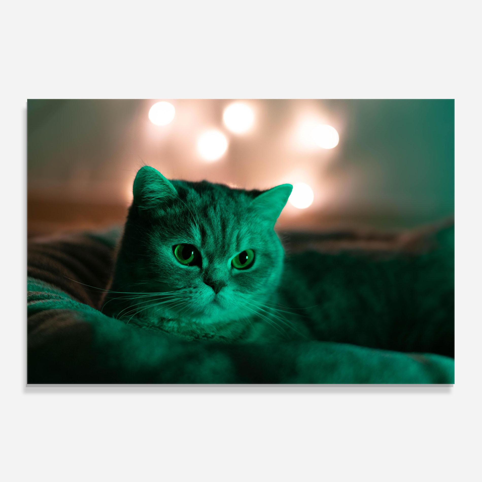 Panou Sticla Bucatarie Green Light Cat mockup 0