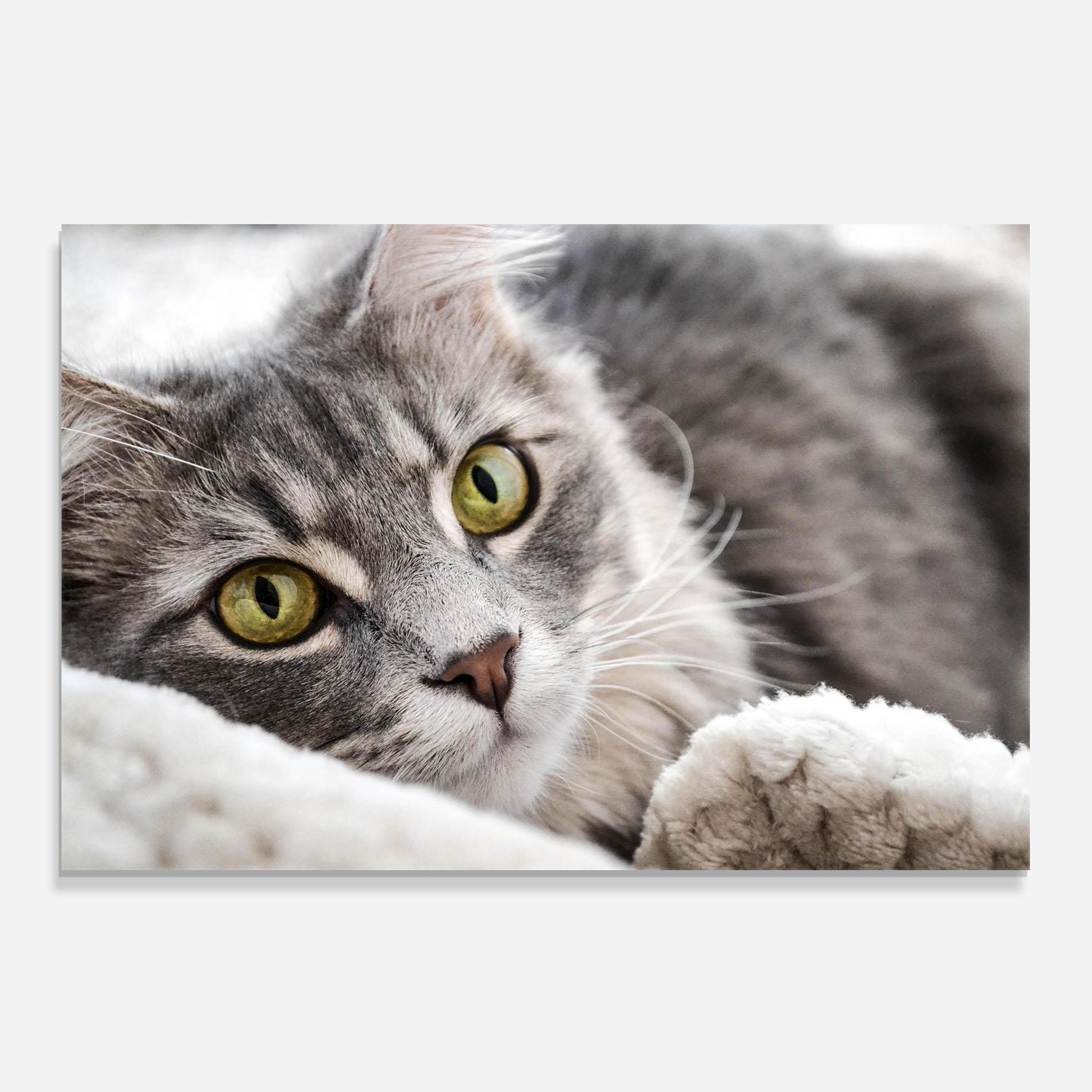 Panou Sticla Bucatarie Grey Fluffy Cat mockup 0
