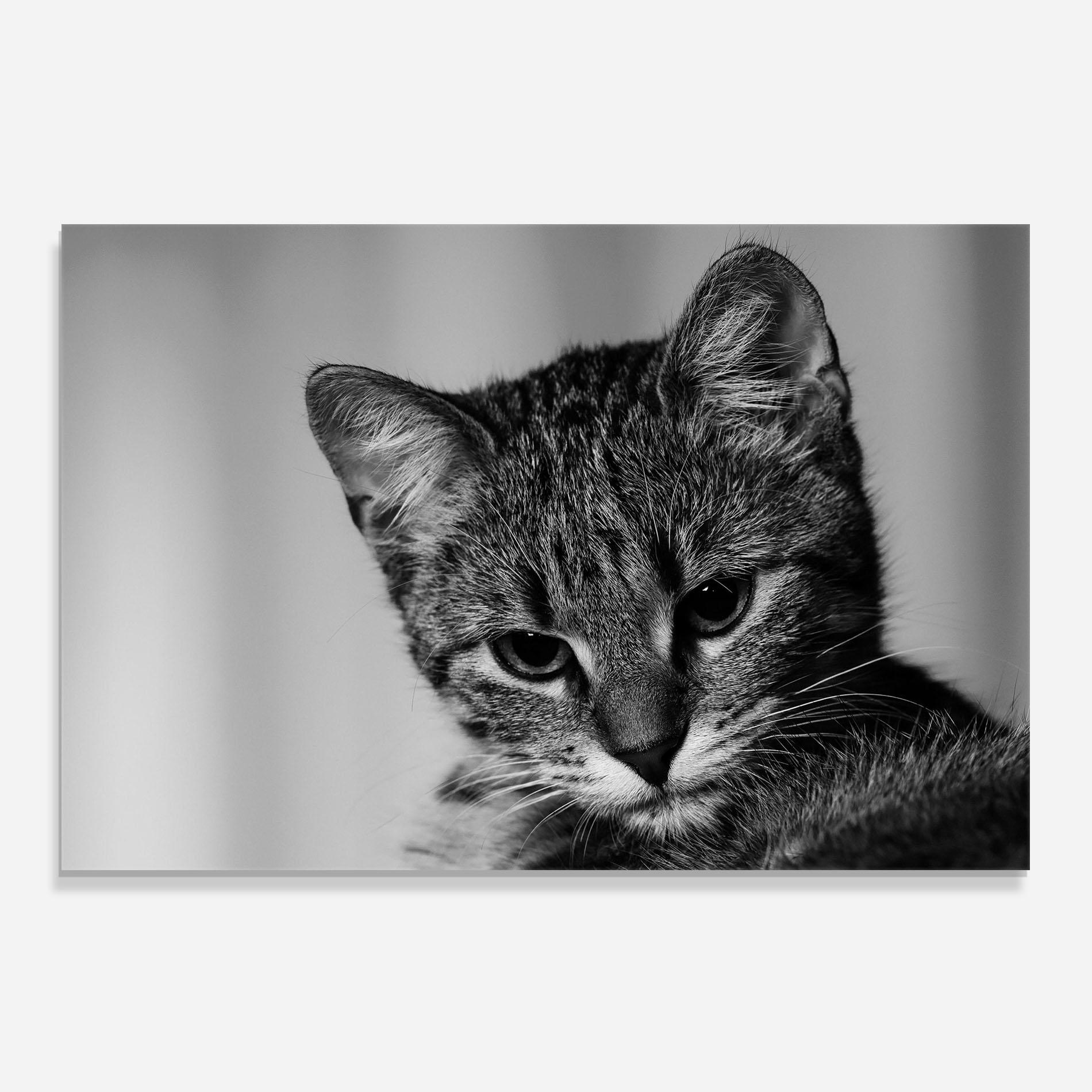 Panou Sticla Bucatarie Grey Focused Cat mockup 0