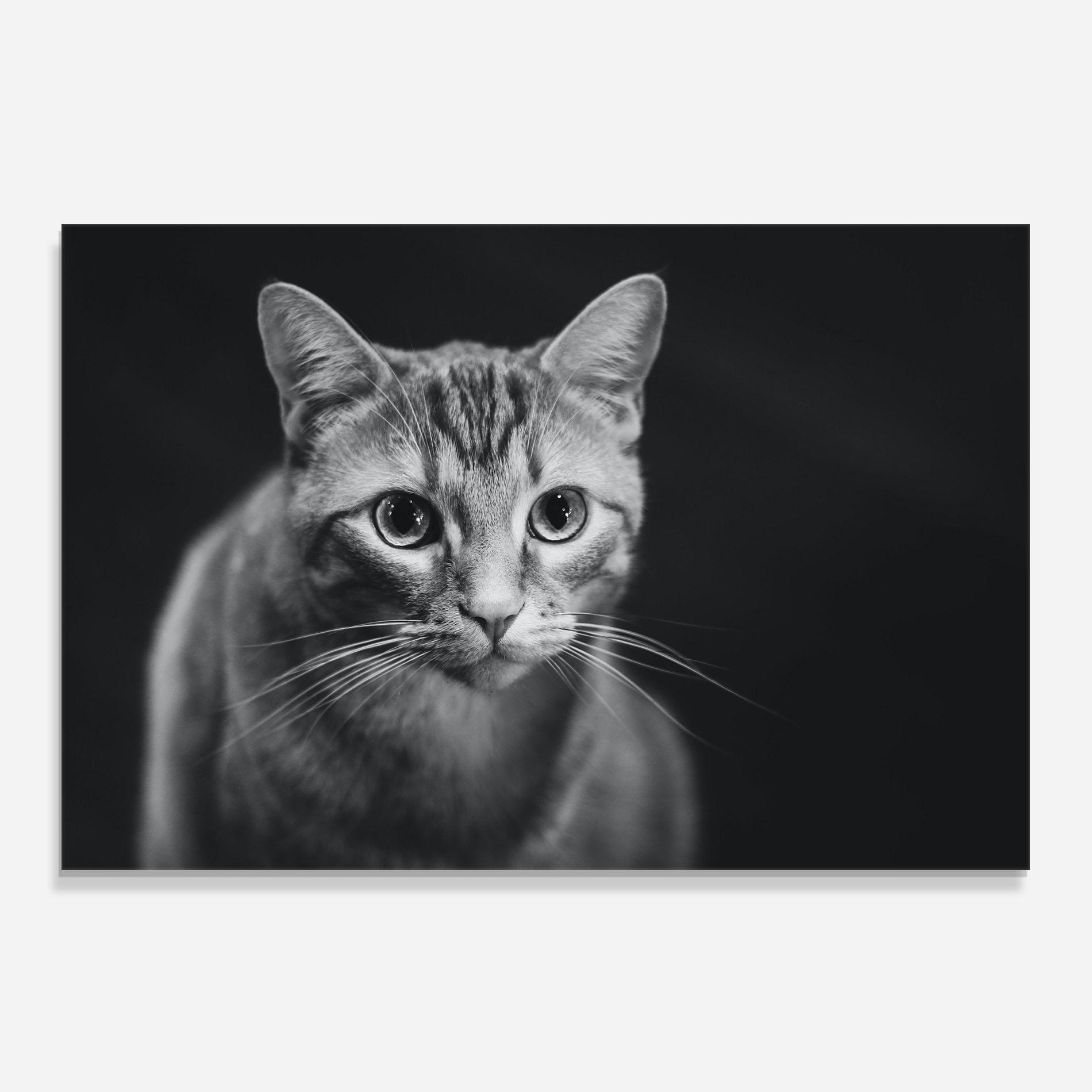Panou Sticla Bucatarie Grey Kitty On Black mockup 0