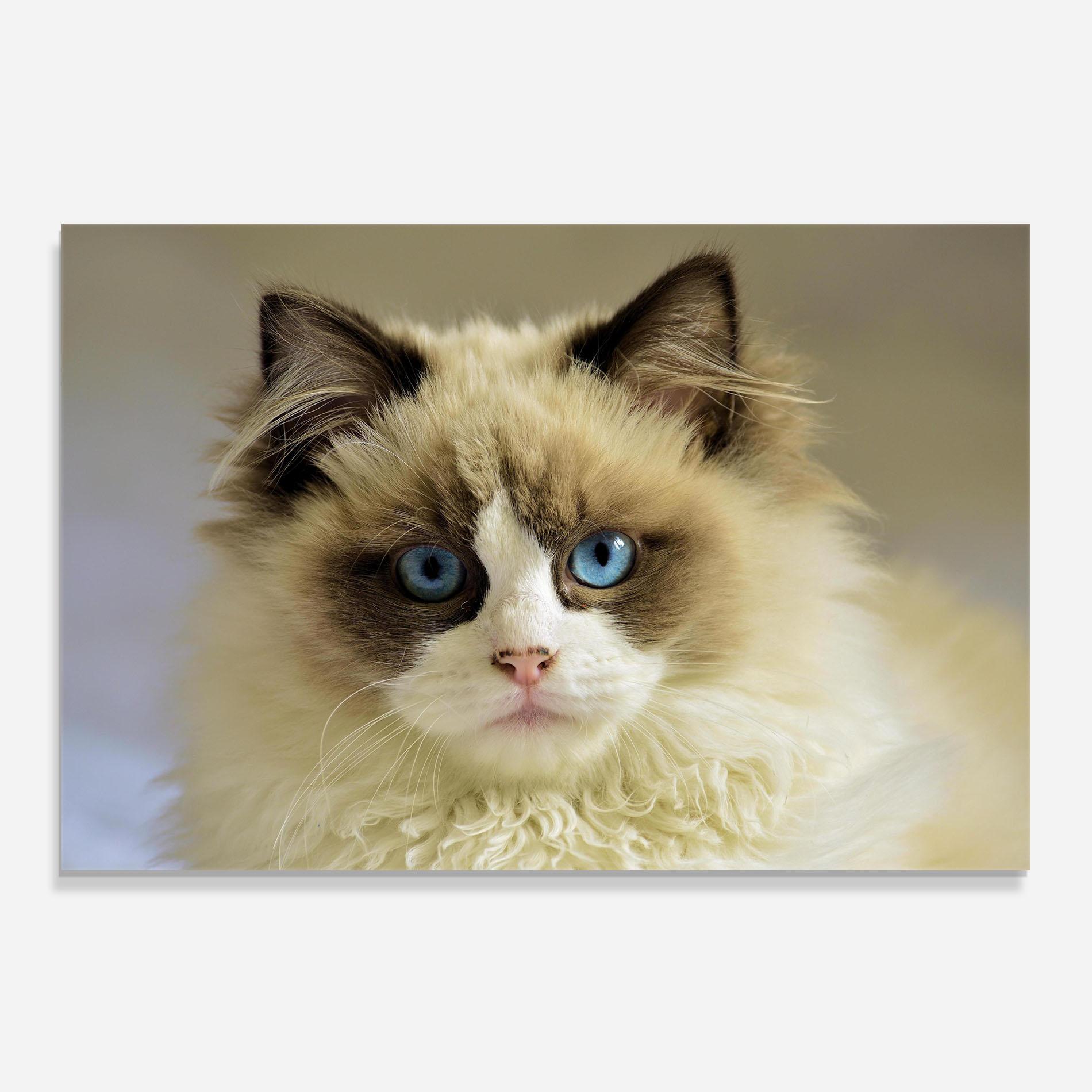 Panou Sticla Bucatarie Interesting Blue Eyes Cat mockup 0