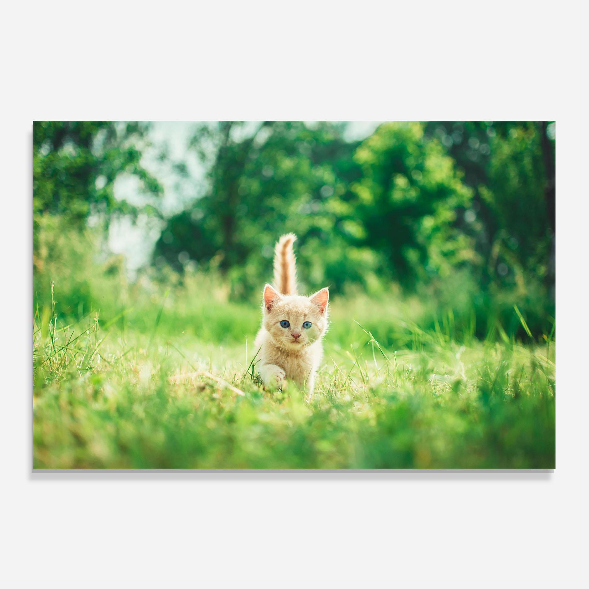 Panou Sticla Bucatarie Little Cute Cat mockup 0