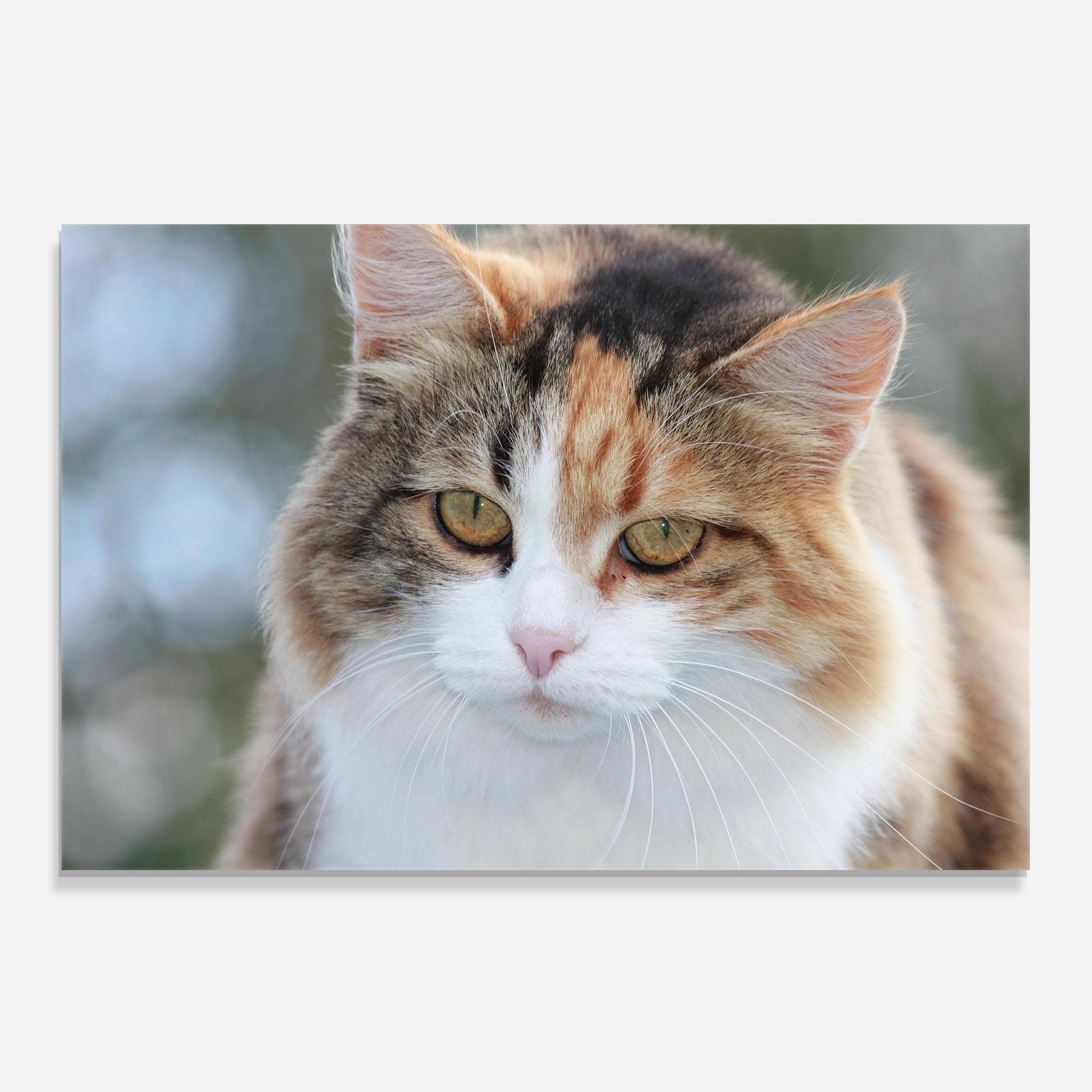Panou Sticla Bucatarie Orange Brown Cat mockup 0