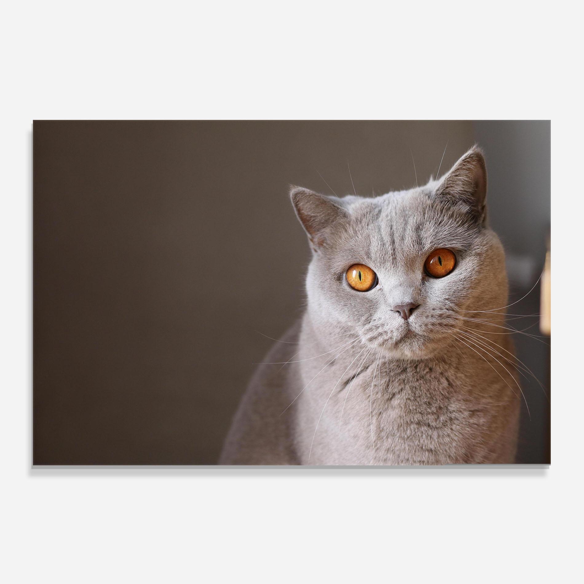Panou Sticla Bucatarie Orange Eyes Cat mockup 0
