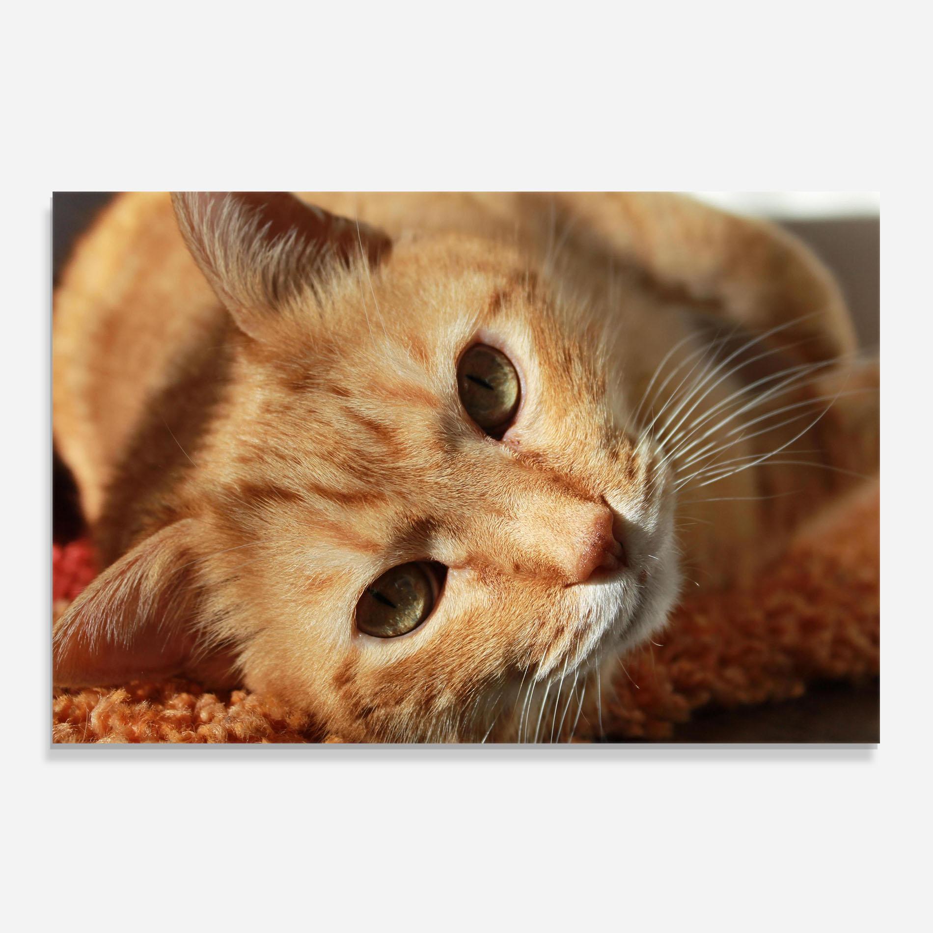 Panou Sticla Bucatarie Pretty Orange Cat mockup 0