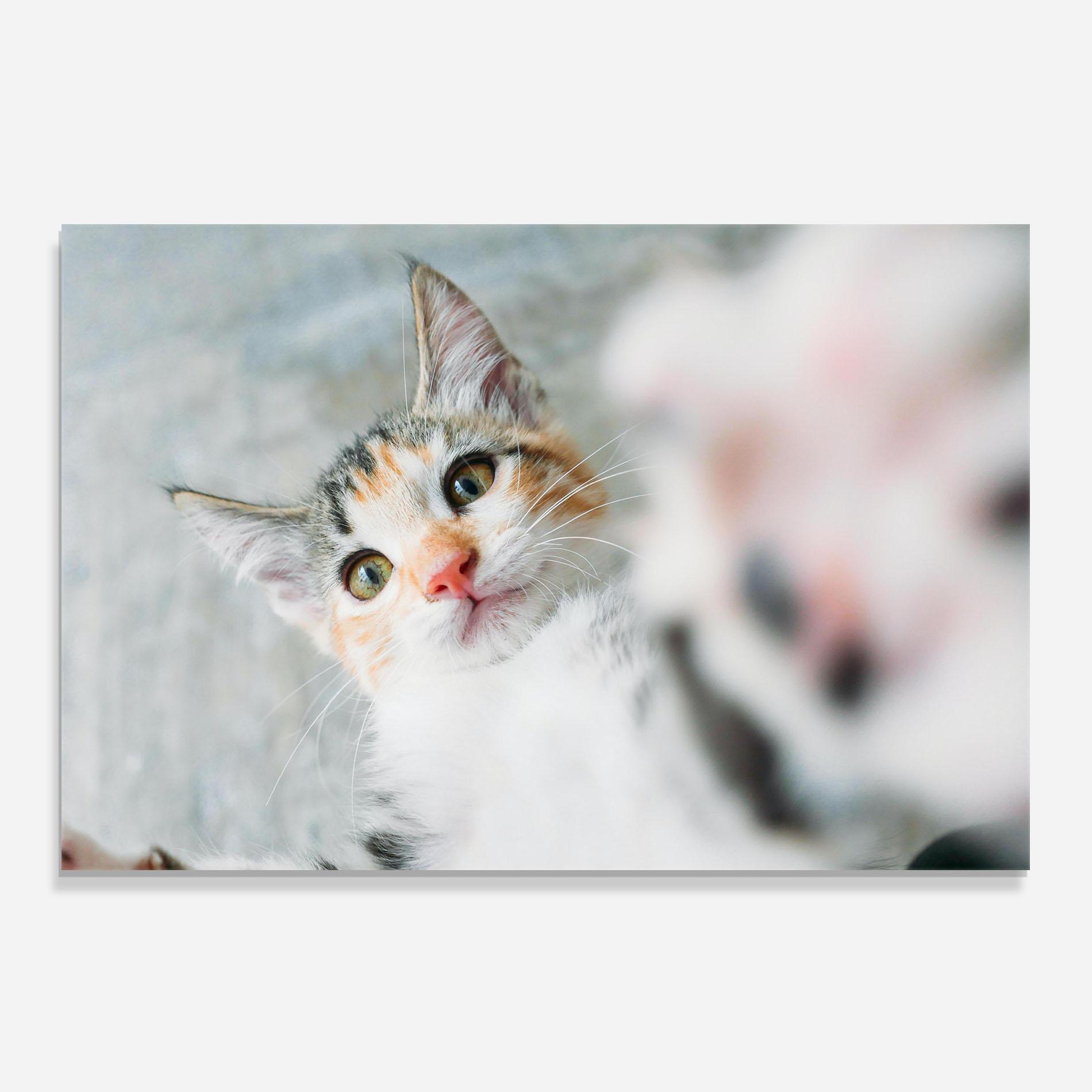 Panou Sticla Bucatarie Pretty Pink Nose Cat mockup 0