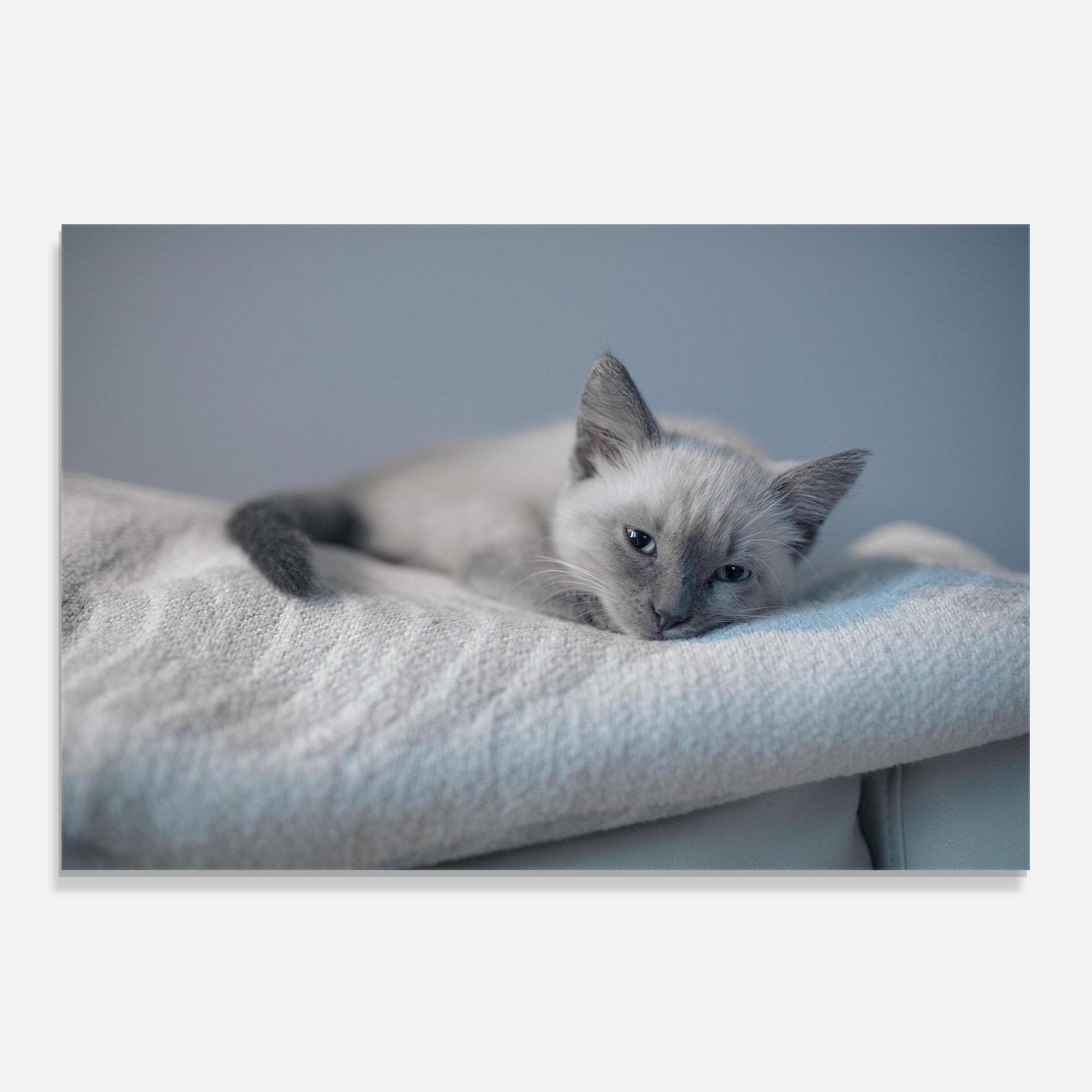Panou Sticla Bucatarie Sleepy Grey Cat mockup 0