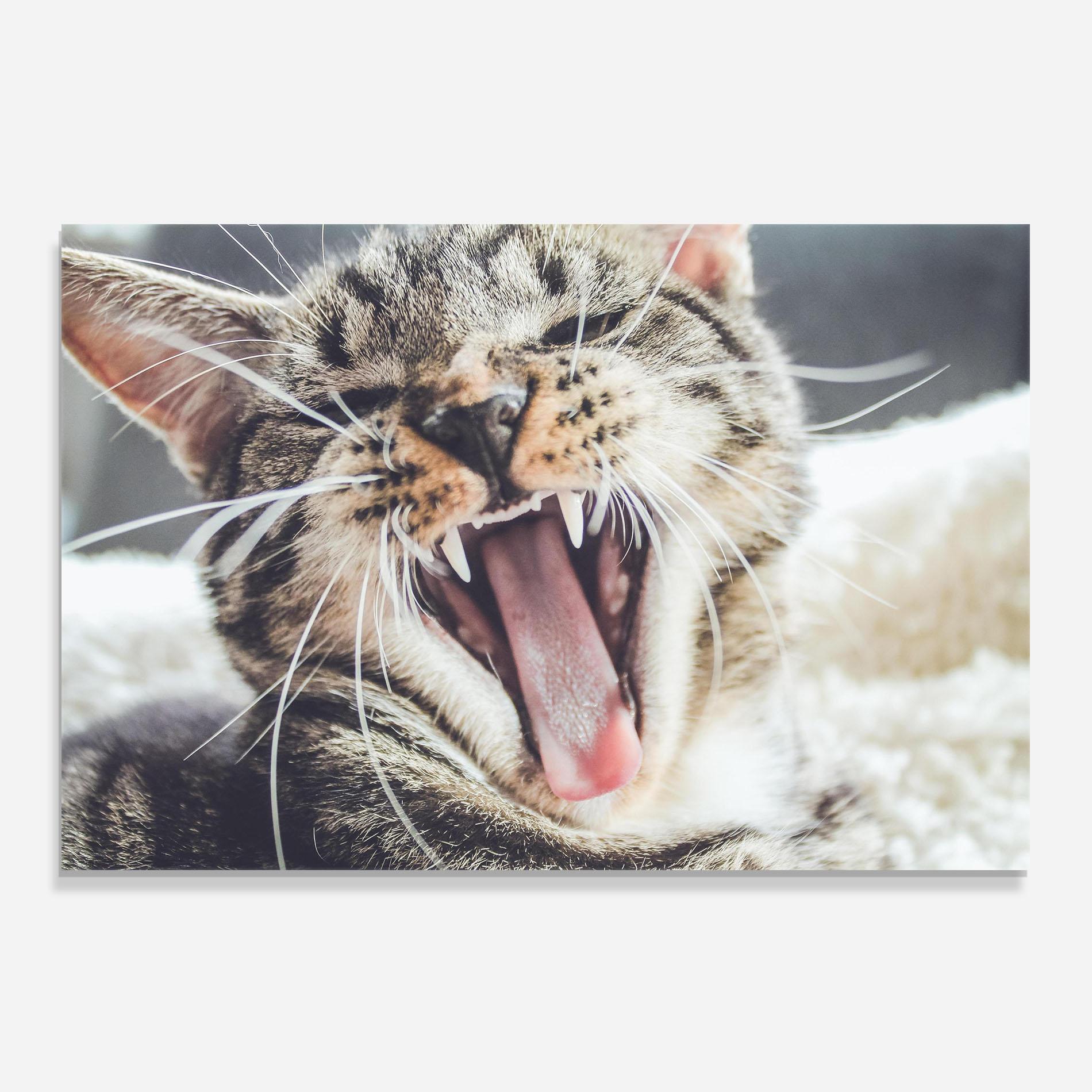 Panou Sticla Bucatarie Wroar Cat mockup 0