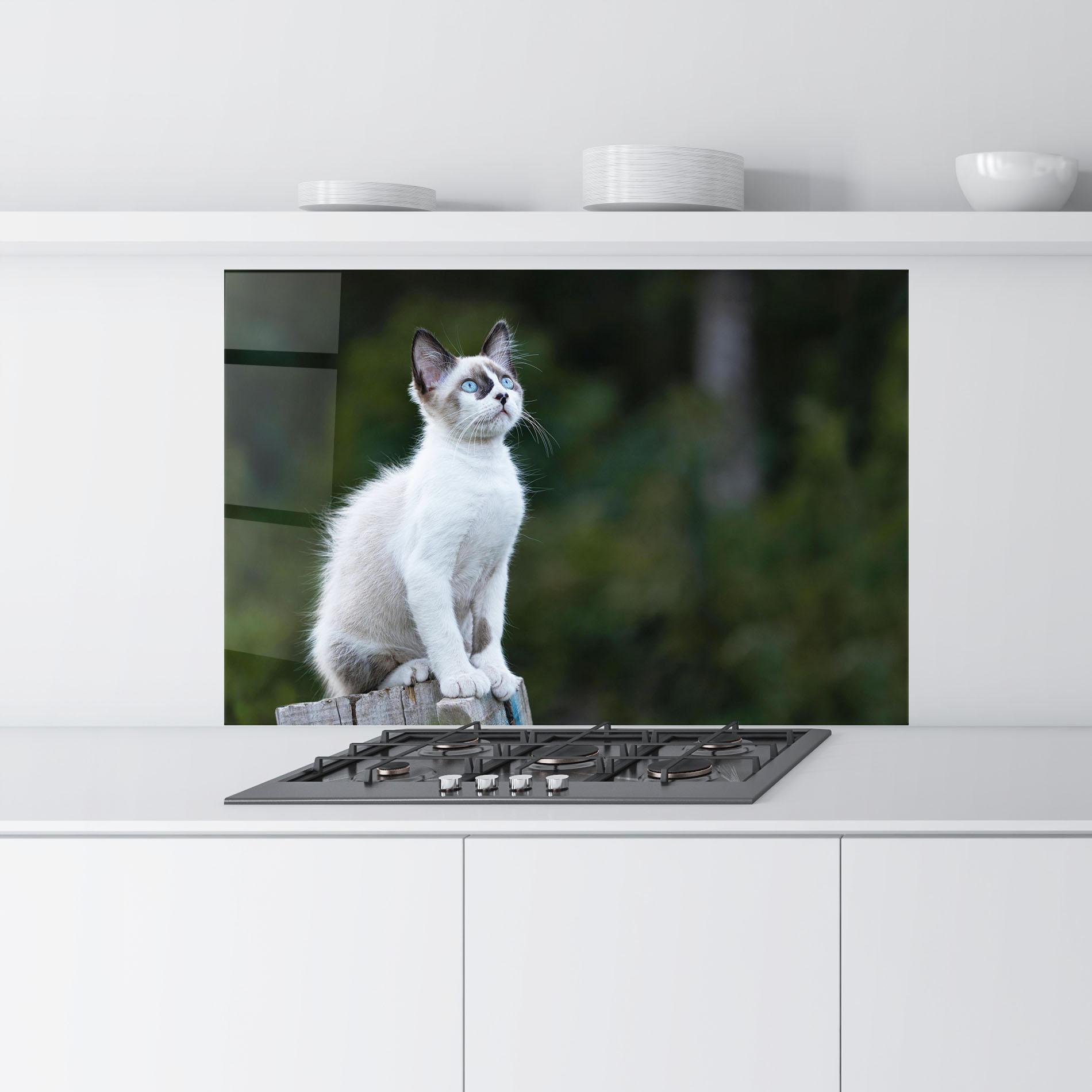 Panou Sticla Bucatarie Grey Cat In Nature mockup 9