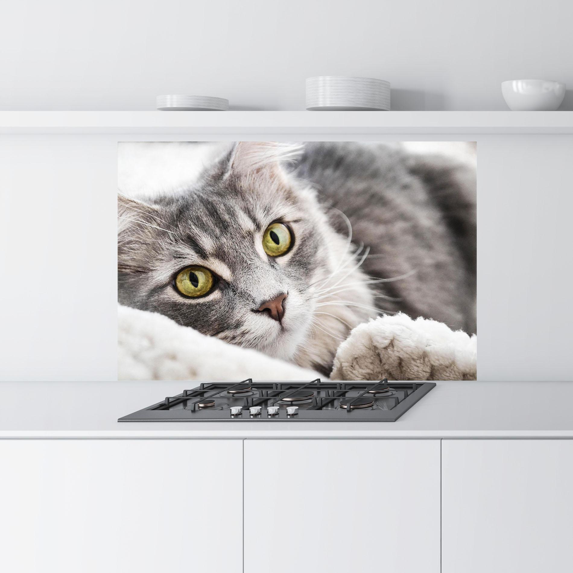 Panou Sticla Bucatarie Grey Fluffy Cat mockup 9
