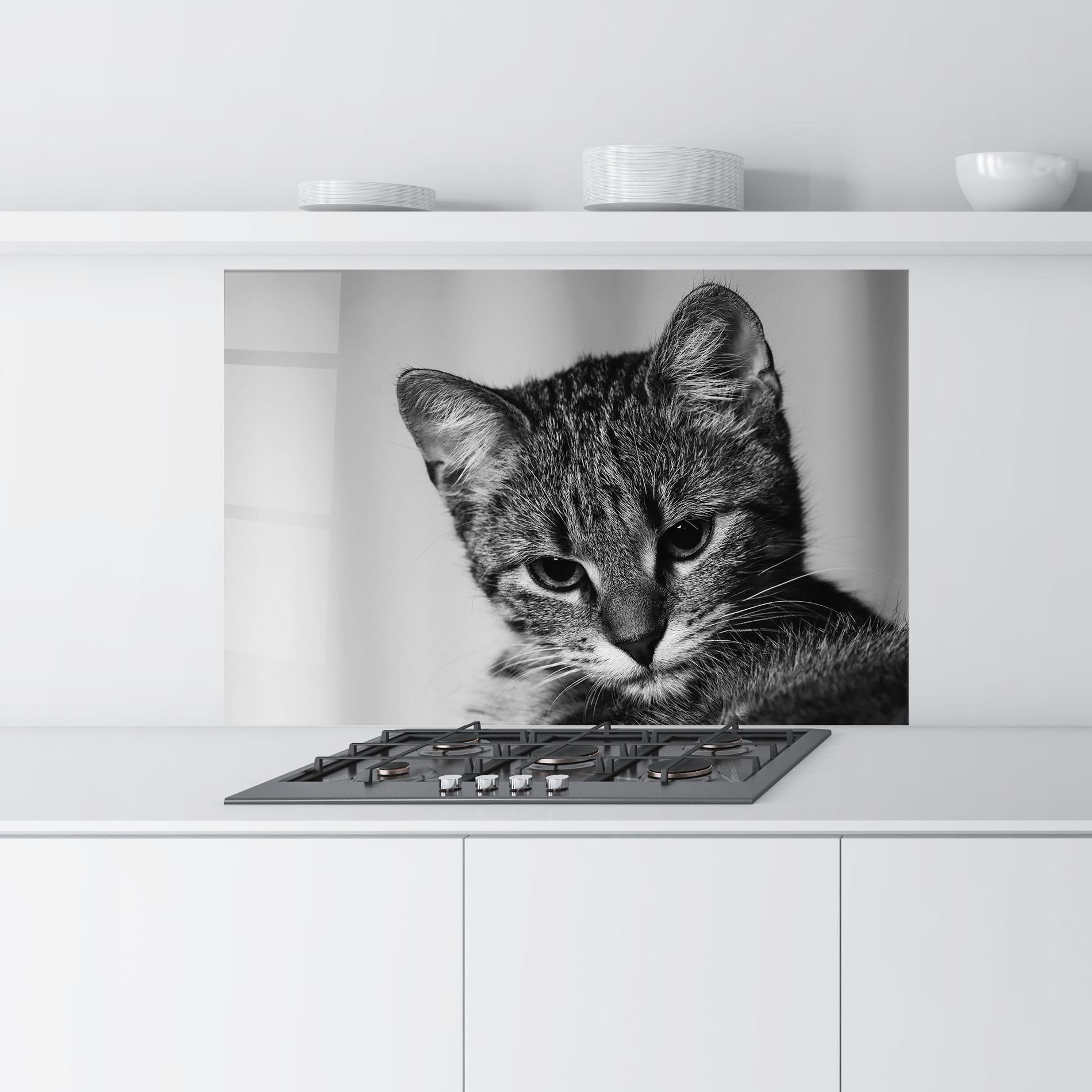 Panou Sticla Bucatarie Grey Focused Cat mockup 9