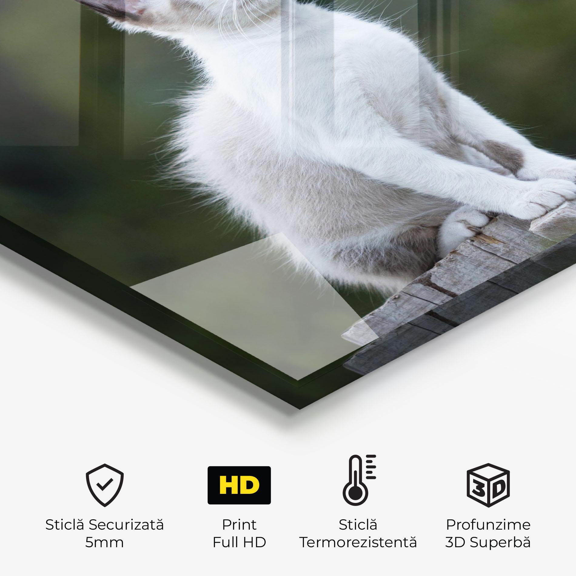 Panou Sticla Bucatarie Grey Cat In Nature mockup 2