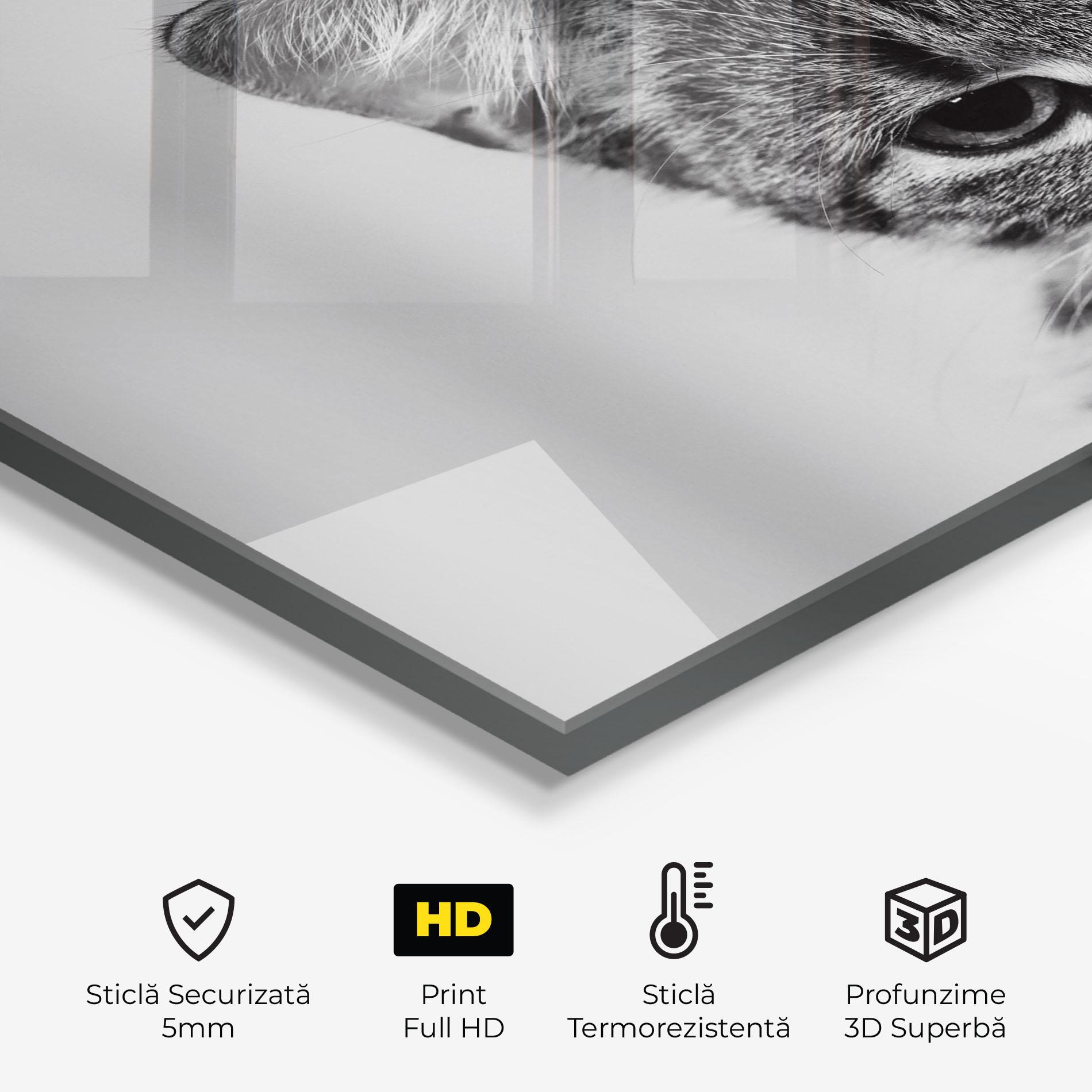 Panou Sticla Bucatarie Grey Focused Cat mockup 2
