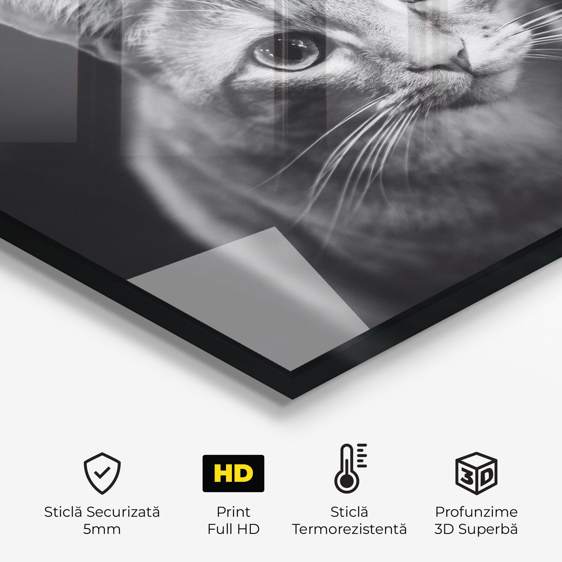 Panou Sticla Bucatarie Grey Kitty On Black mockup 2