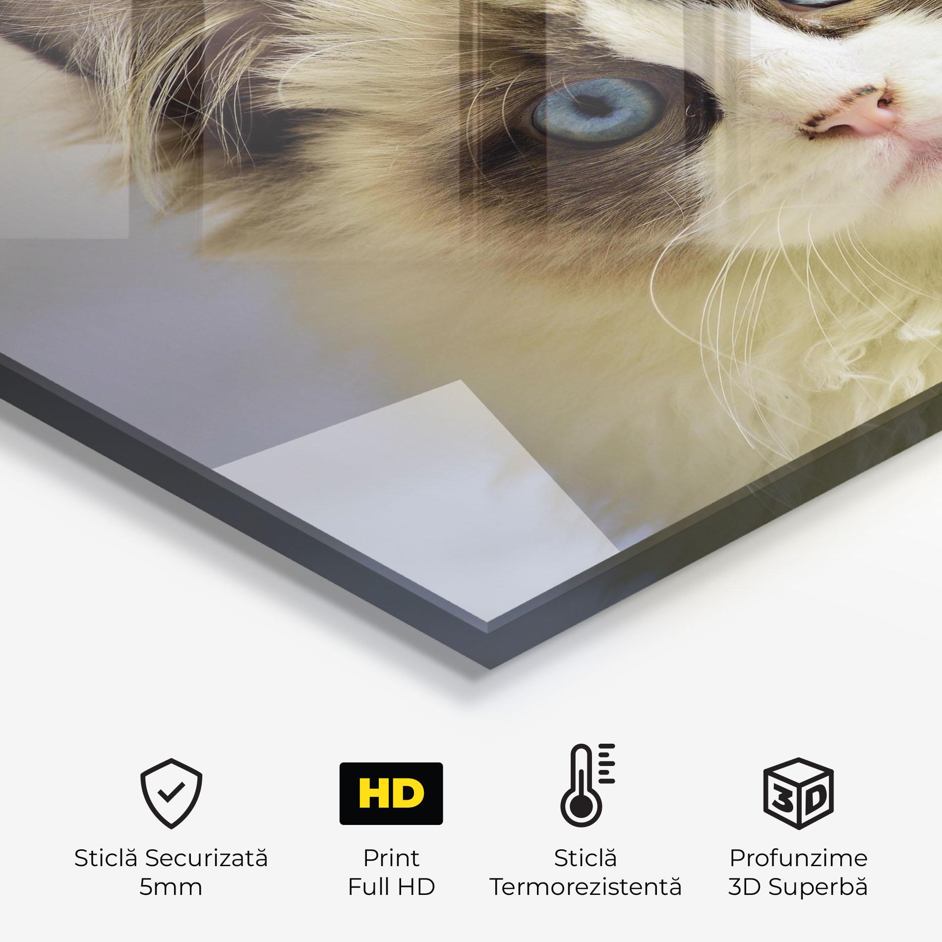Panou Sticla Bucatarie Interesting Blue Eyes Cat mockup 2