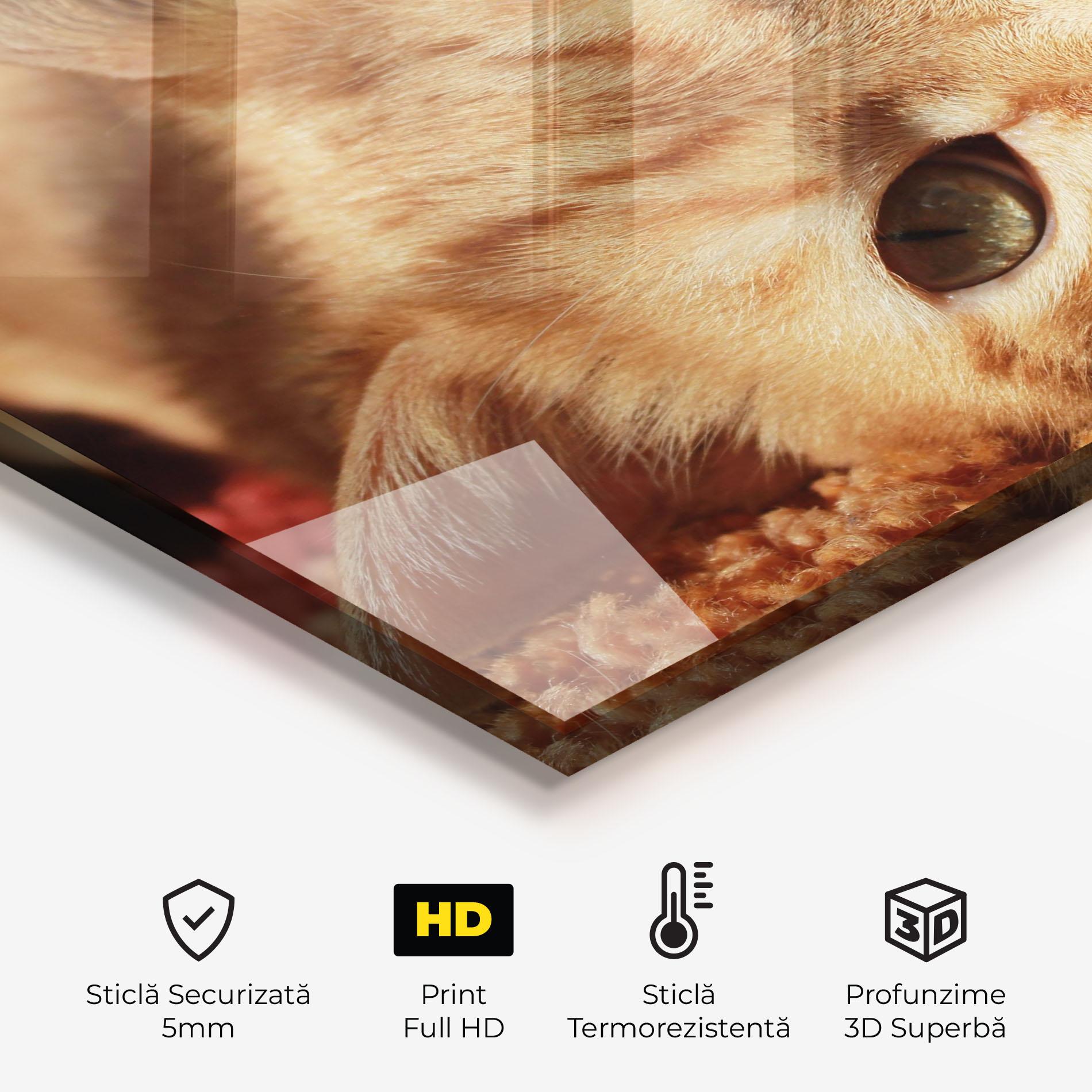 Panou Sticla Bucatarie Pretty Orange Cat mockup 2