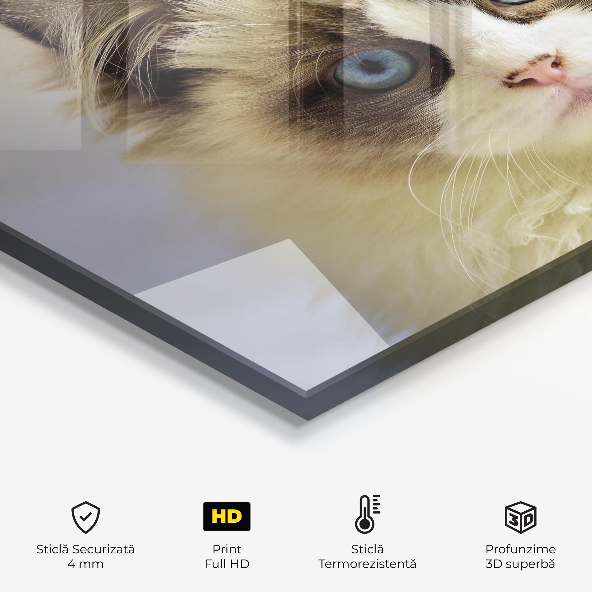 Panou Sticla Bucatarie Interesting Blue Eyes Cat mockup 2