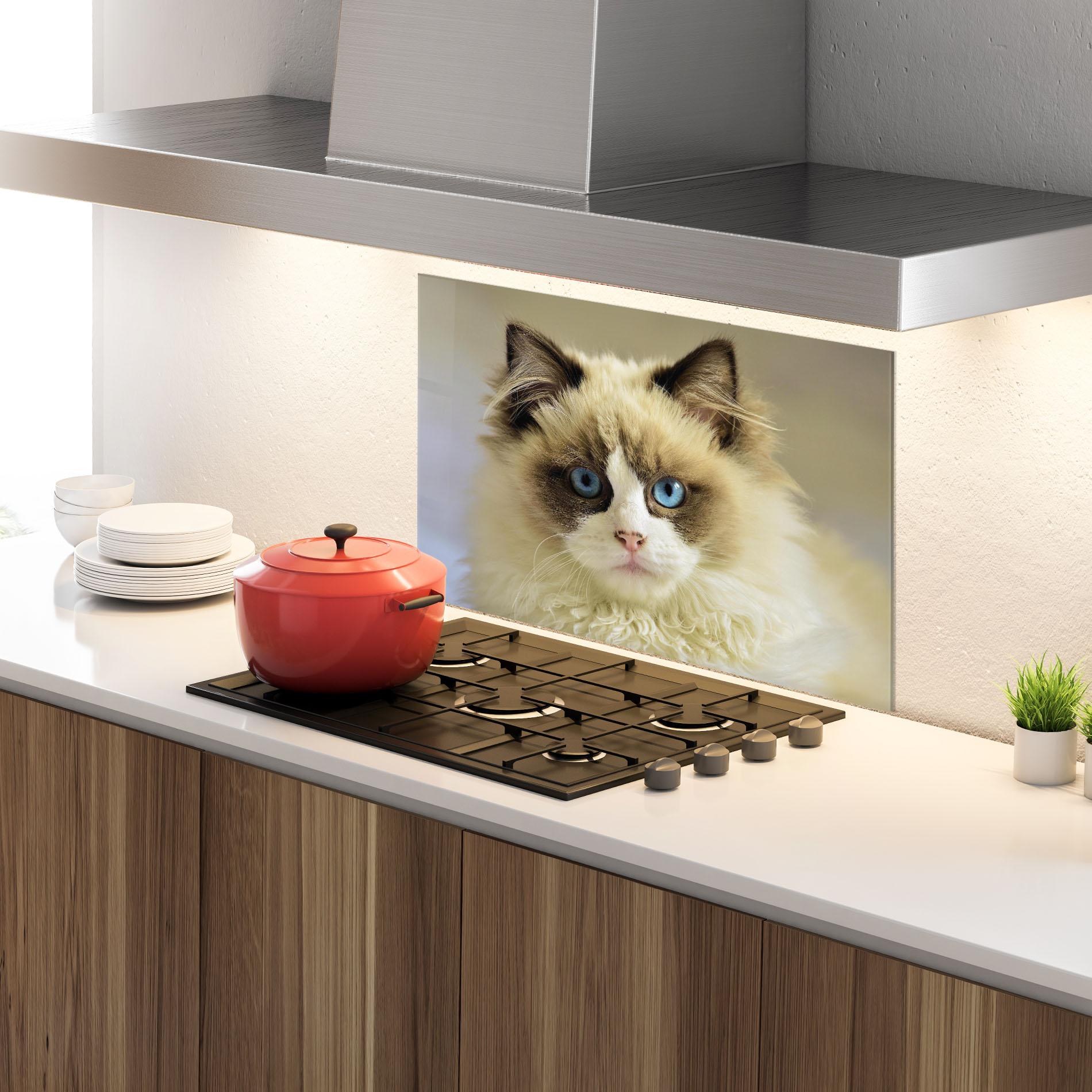 Panou Sticla Bucatarie Interesting Blue Eyes Cat mockup 4