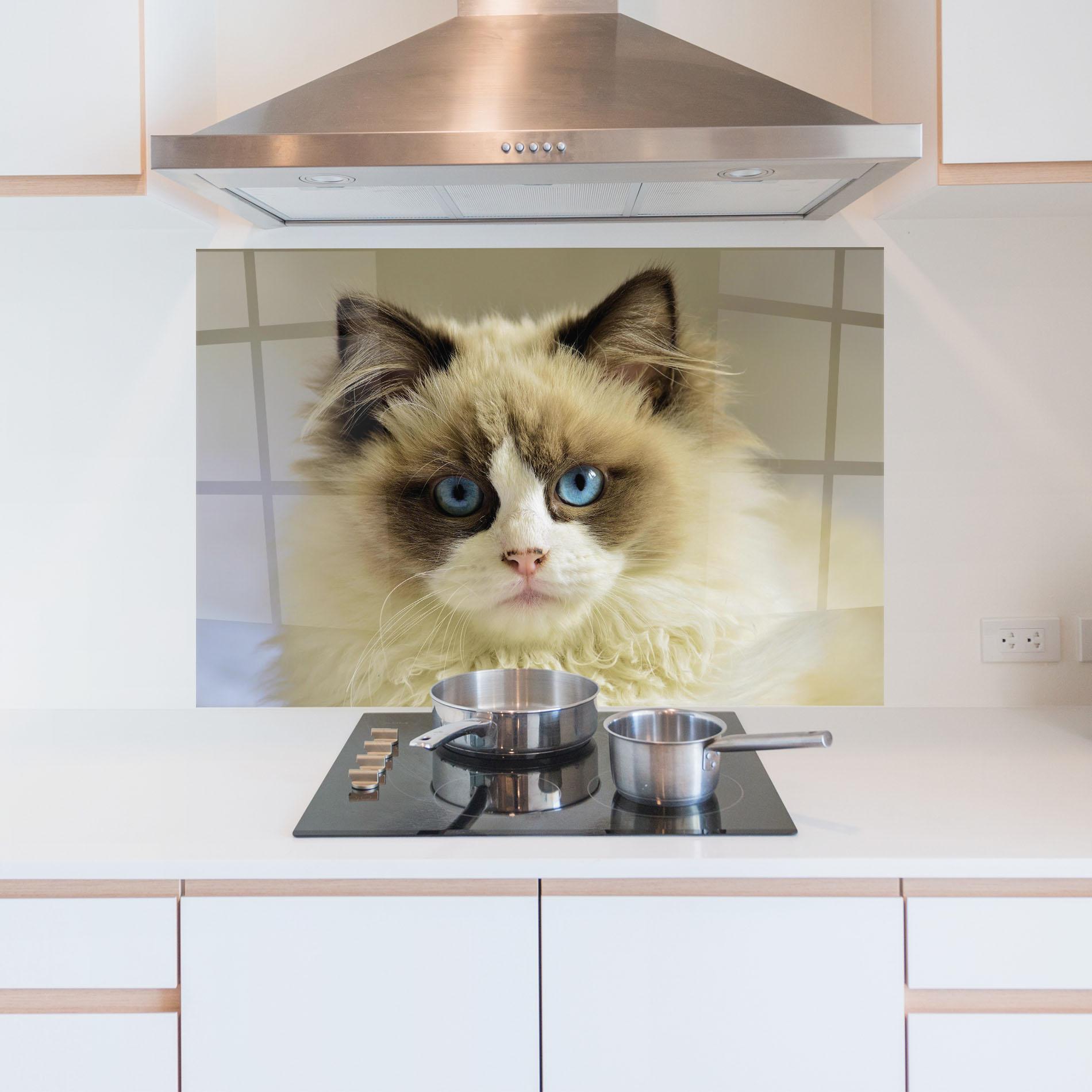 Panou Sticla Bucatarie Interesting Blue Eyes Cat mockup 5