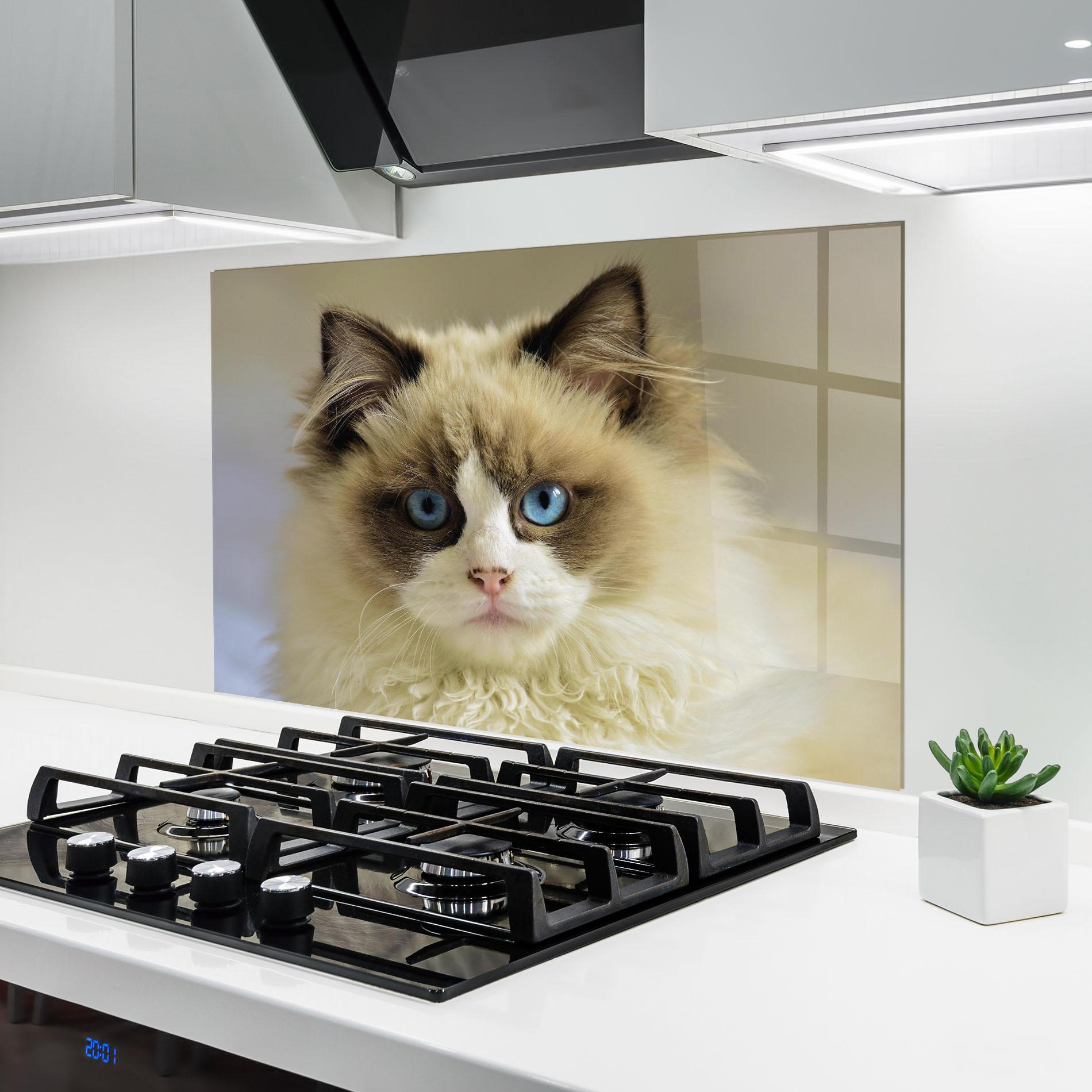 Panou Sticla Bucatarie Interesting Blue Eyes Cat mockup 6