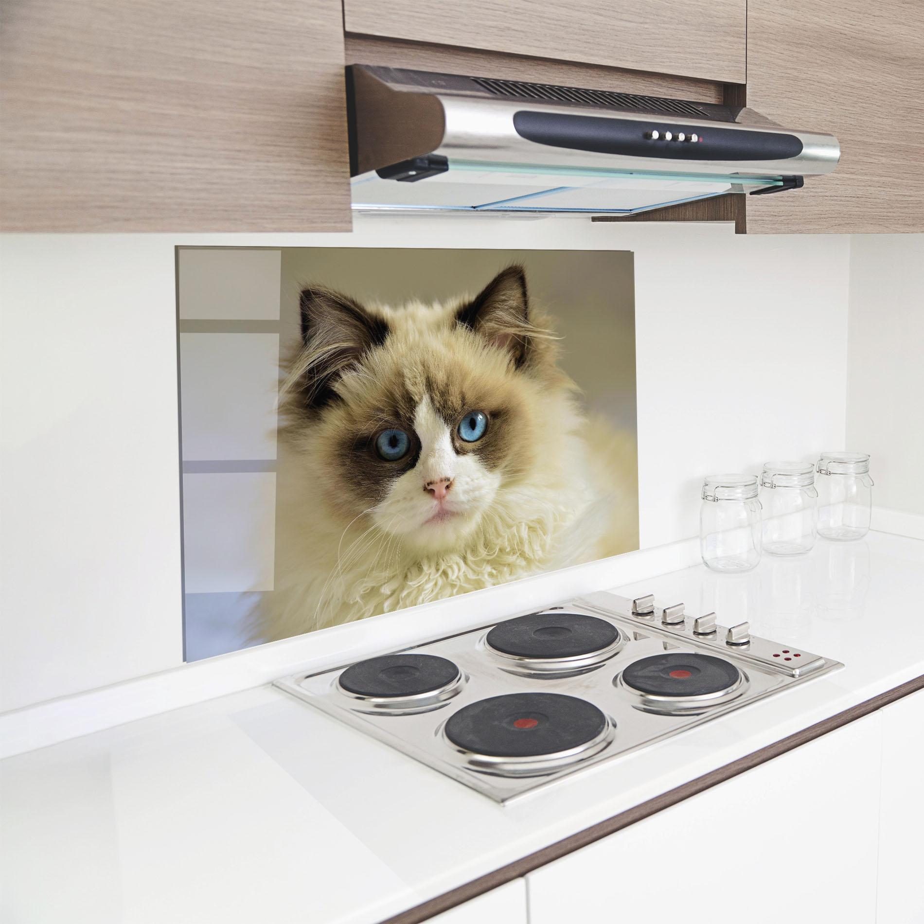 Panou Sticla Bucatarie Interesting Blue Eyes Cat mockup 8