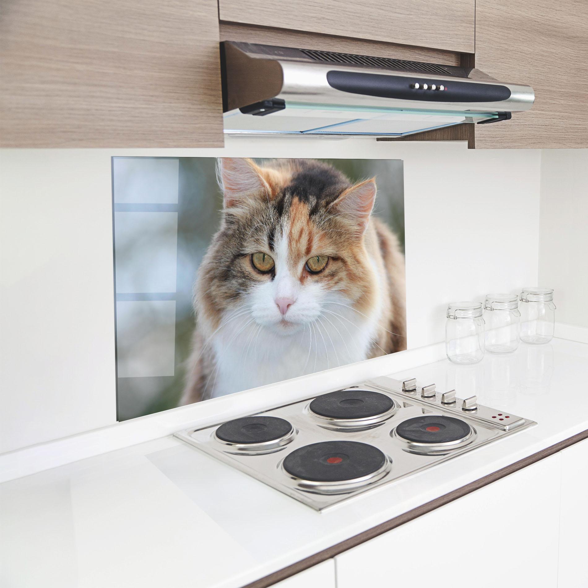 Panou Sticla Bucatarie Orange Brown Cat mockup 8