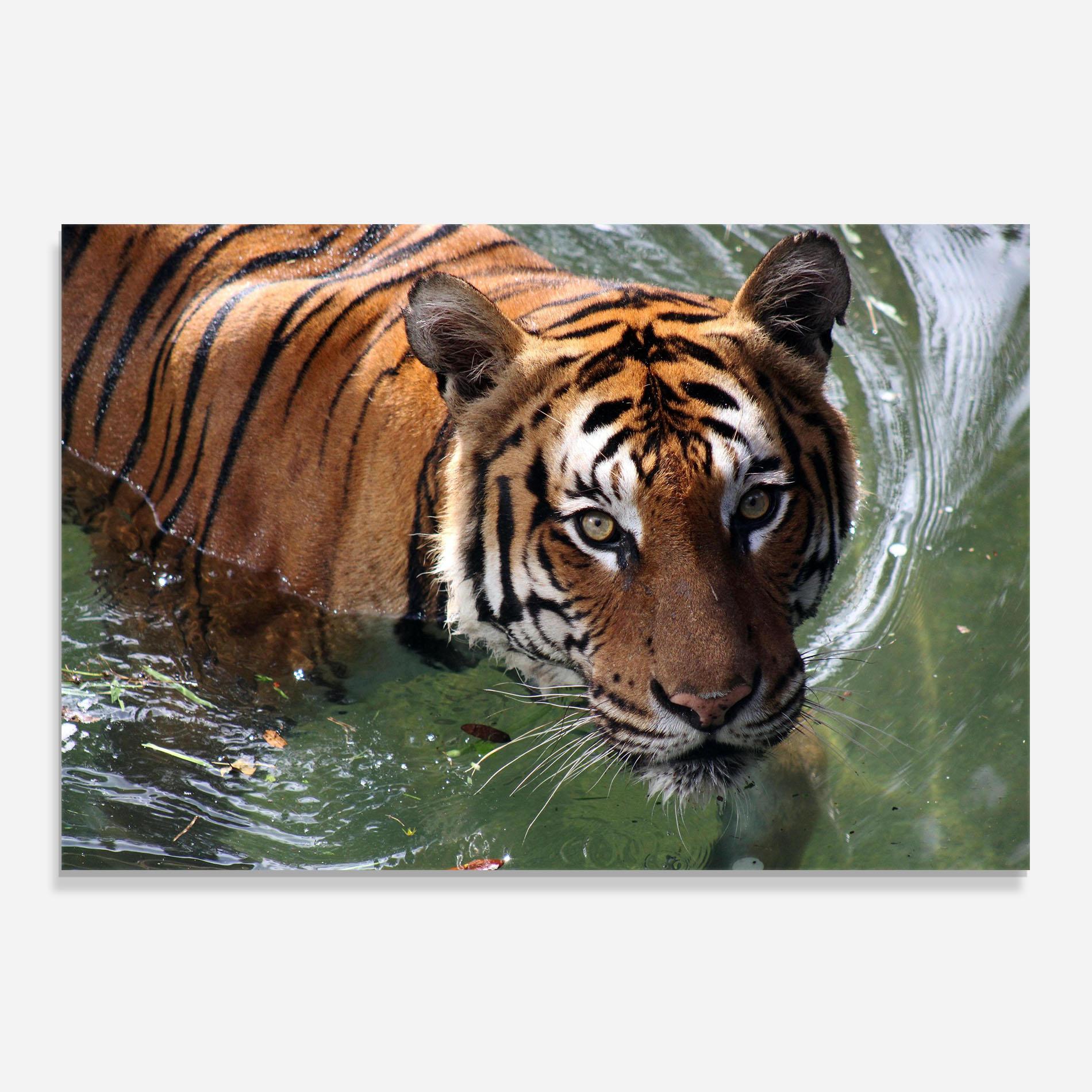 Panou Sticla Bucatarie Tiger Swimming mockup 0