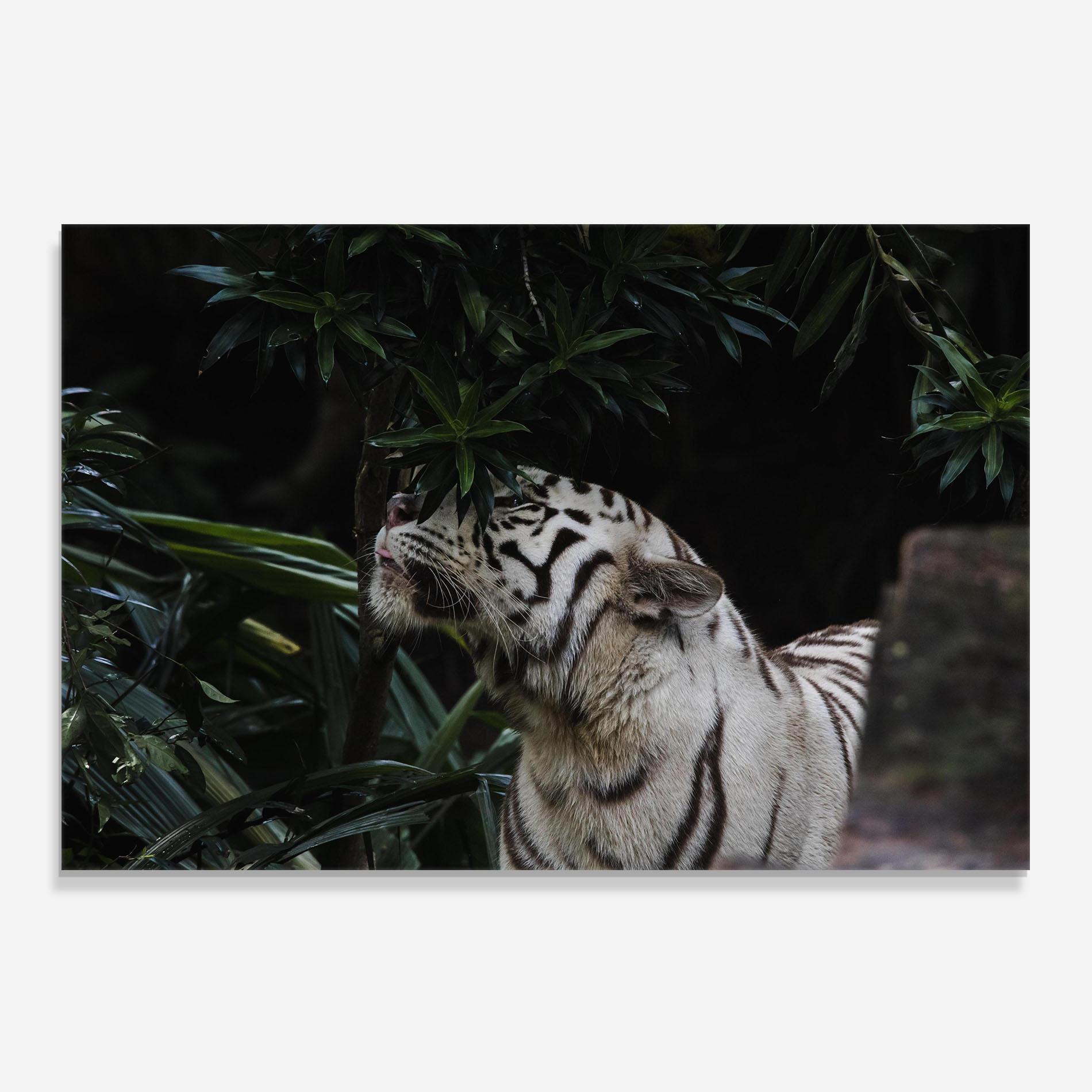 Panou Sticla Bucatarie White Tiger mockup 0