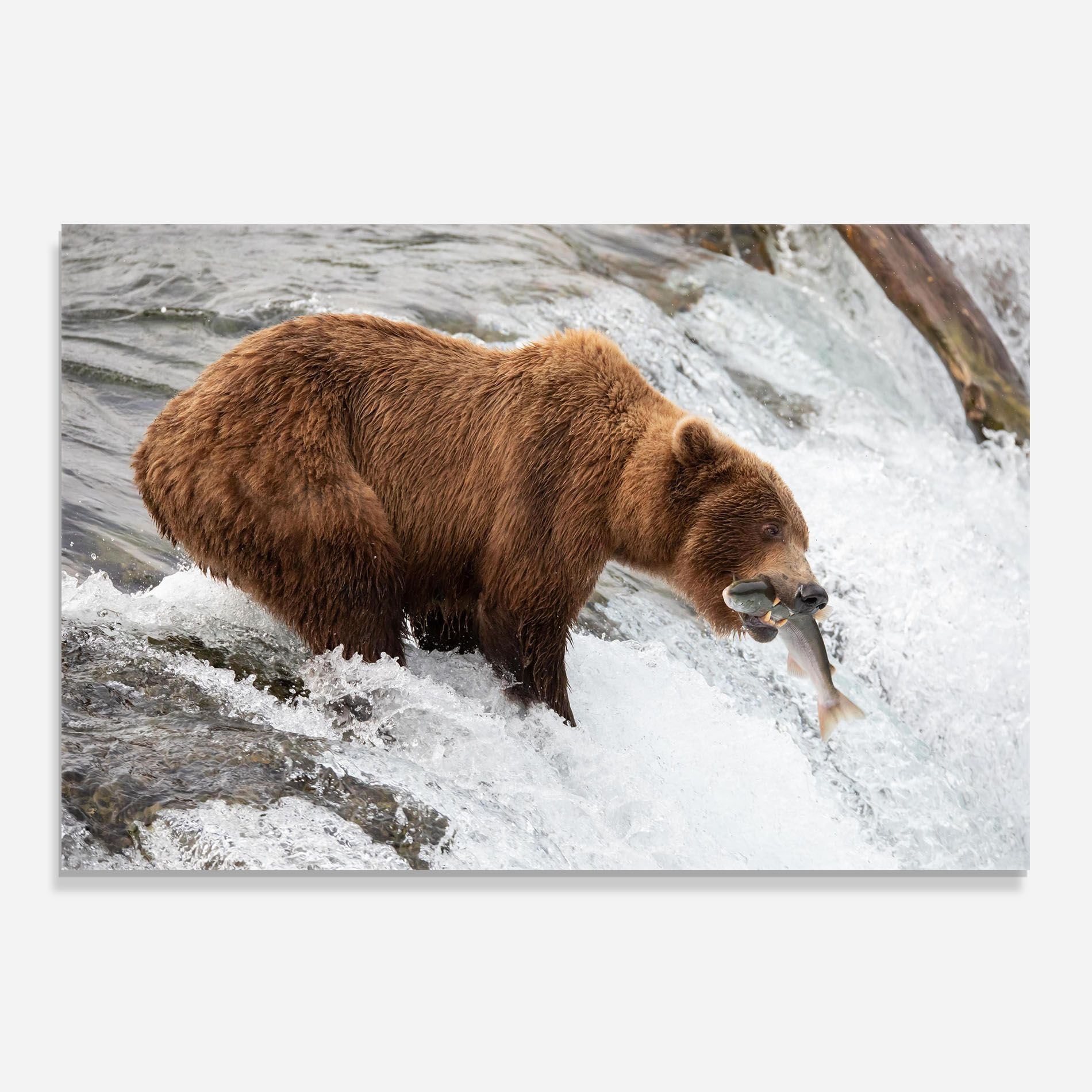 Bear Hunting mockup 0